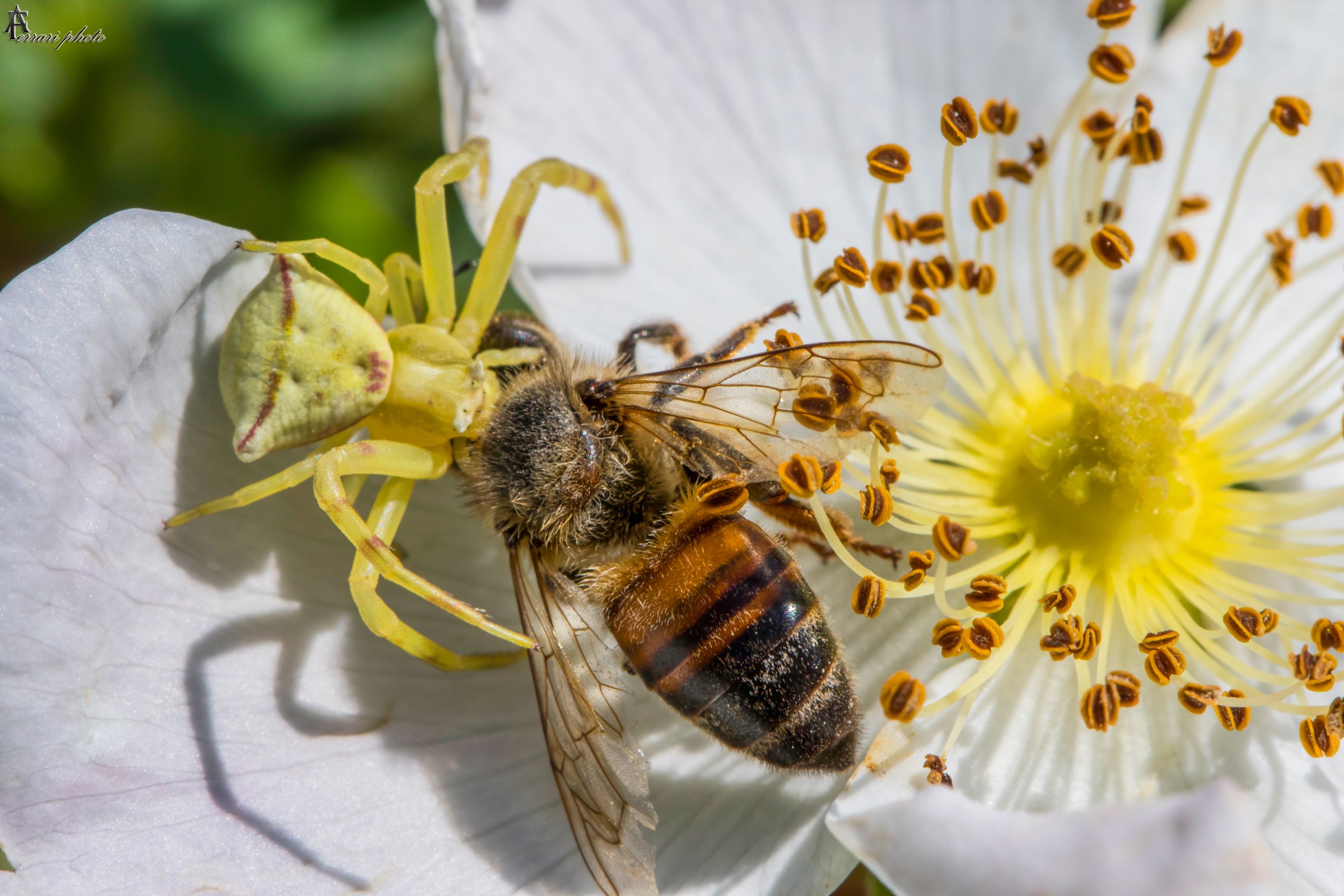 Dead Nectarine Bee
