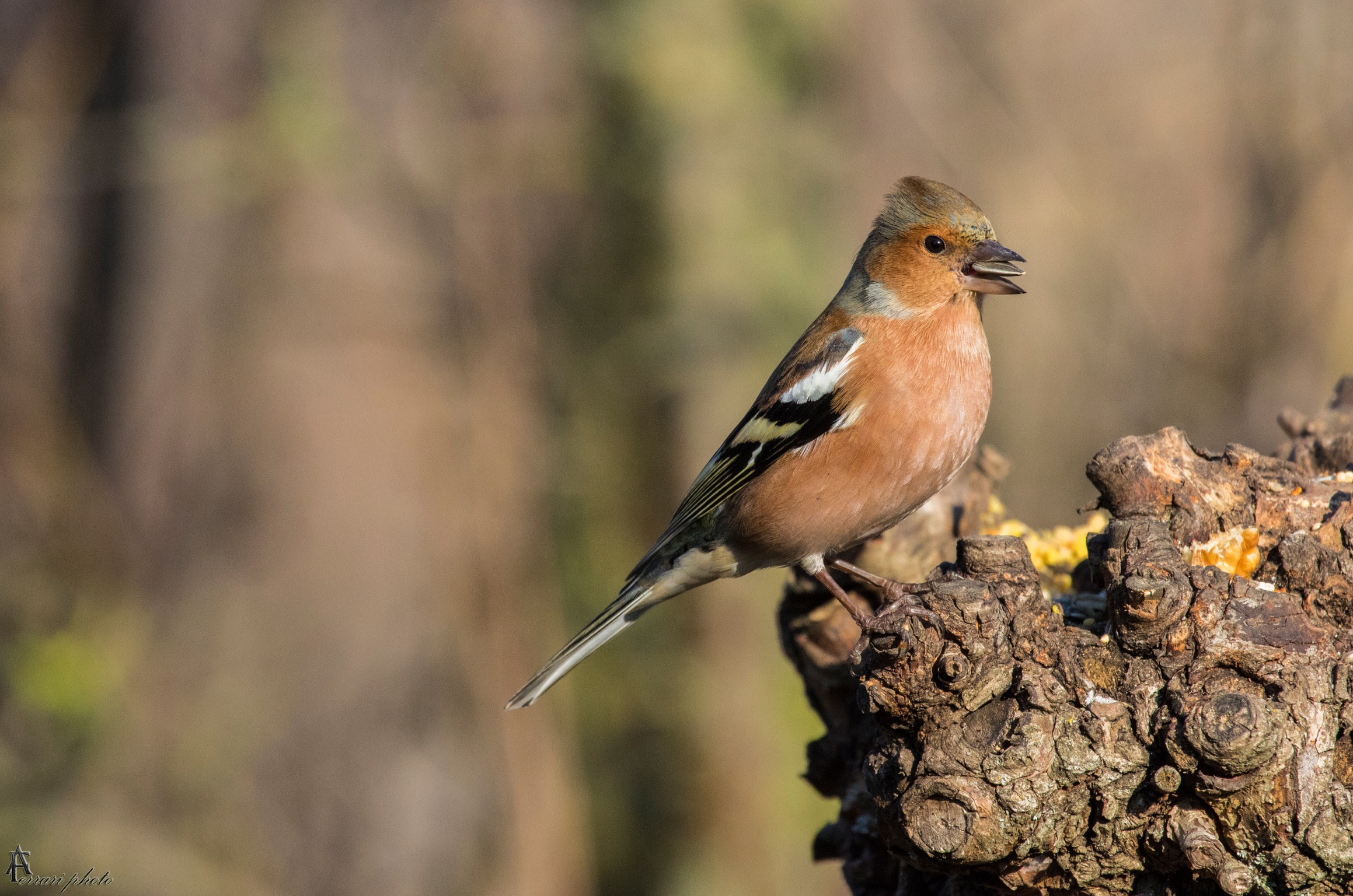 Chaffinch
