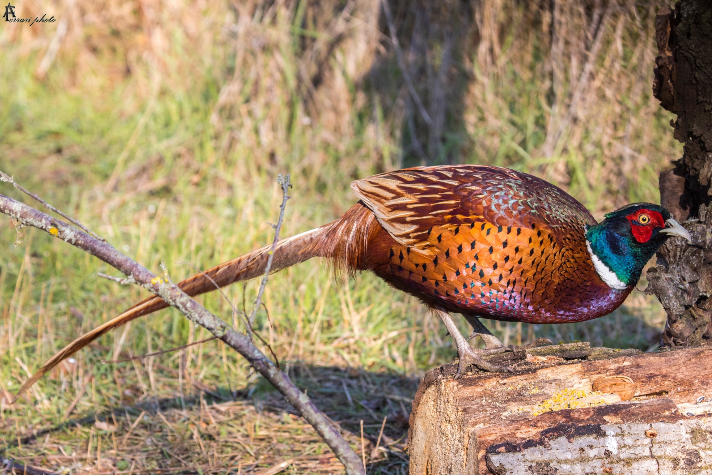 Pheasant