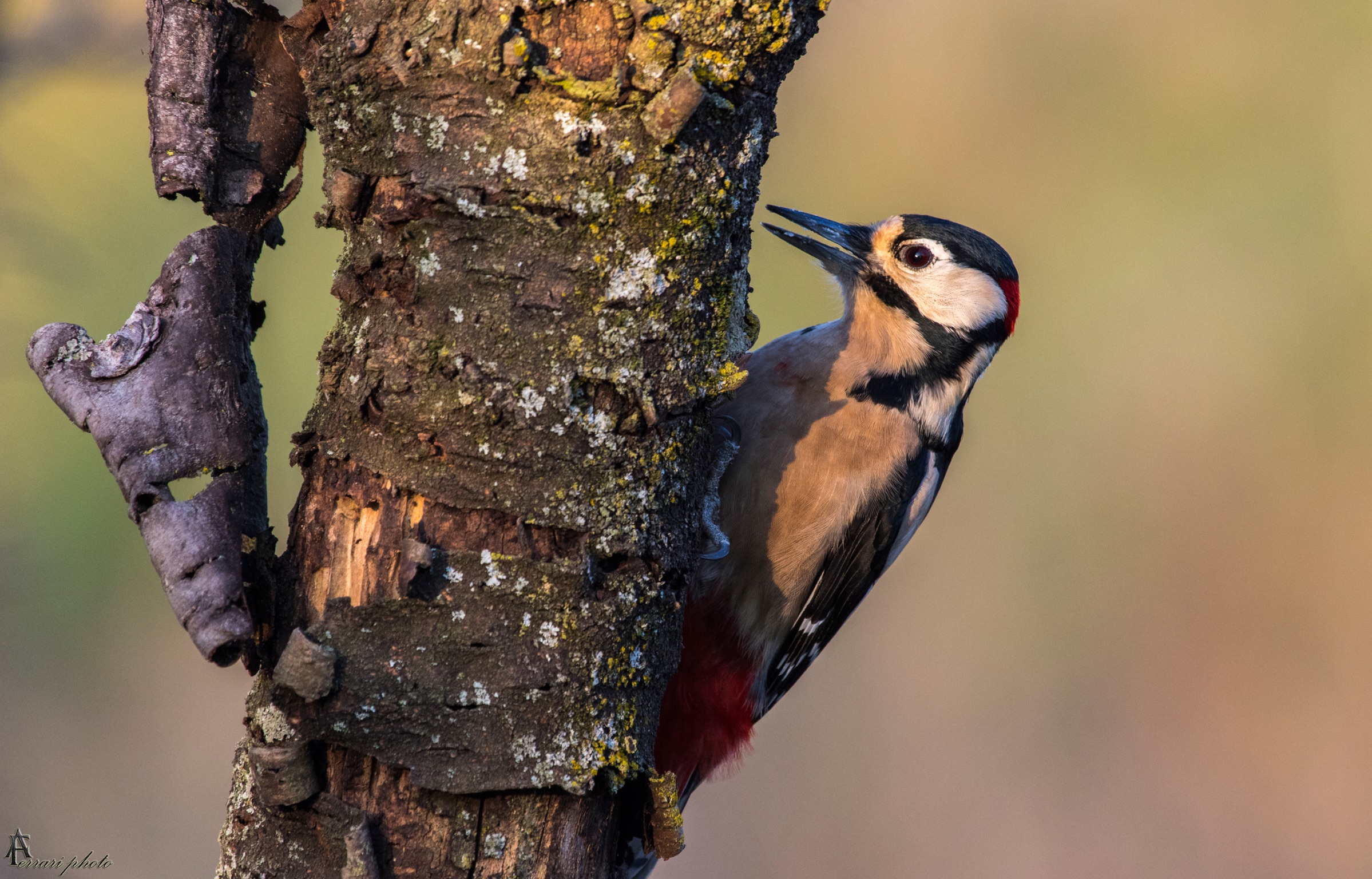 Woodpecker at sunset