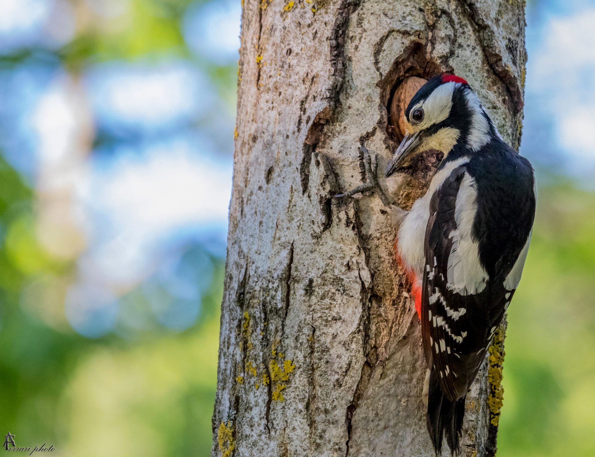 Red Woodpecker