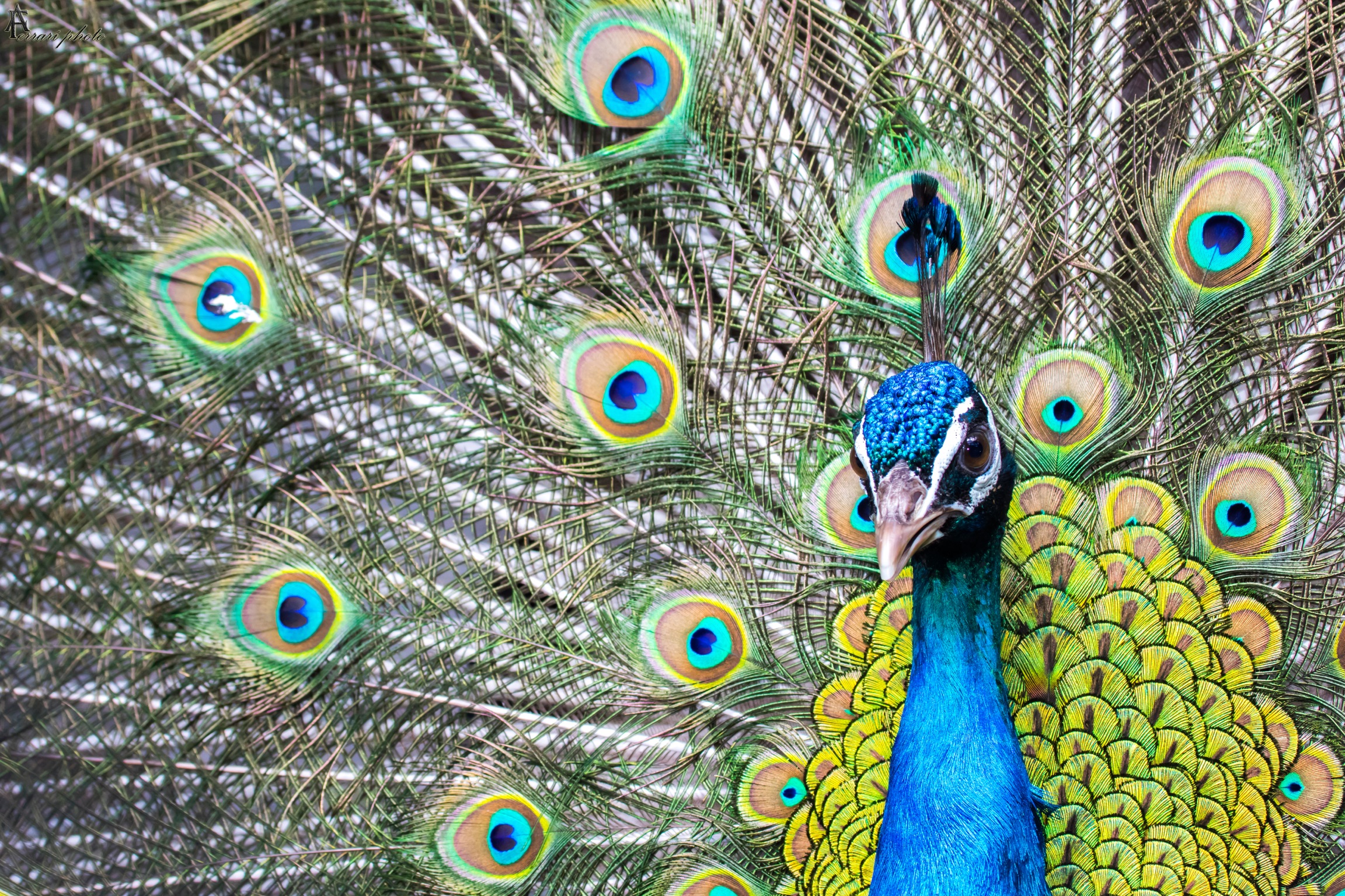Peacock