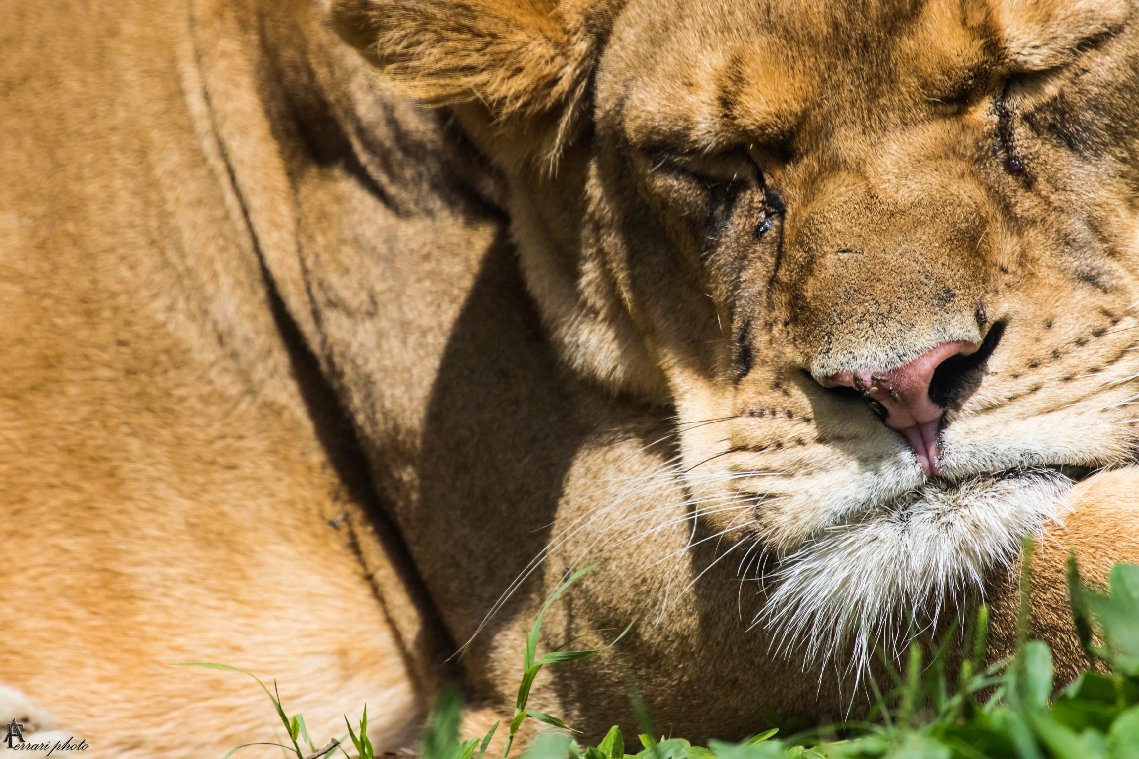 Lioness at rest