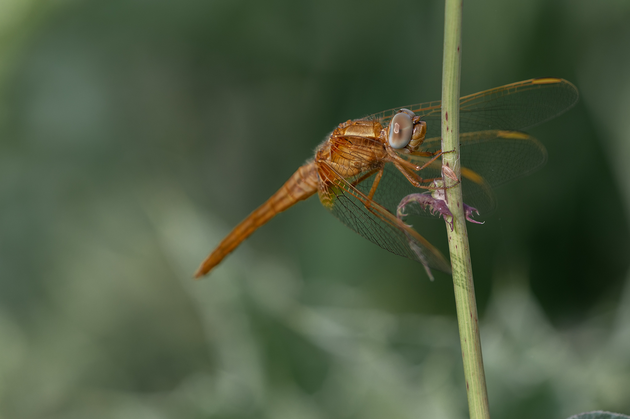 Dragonfly