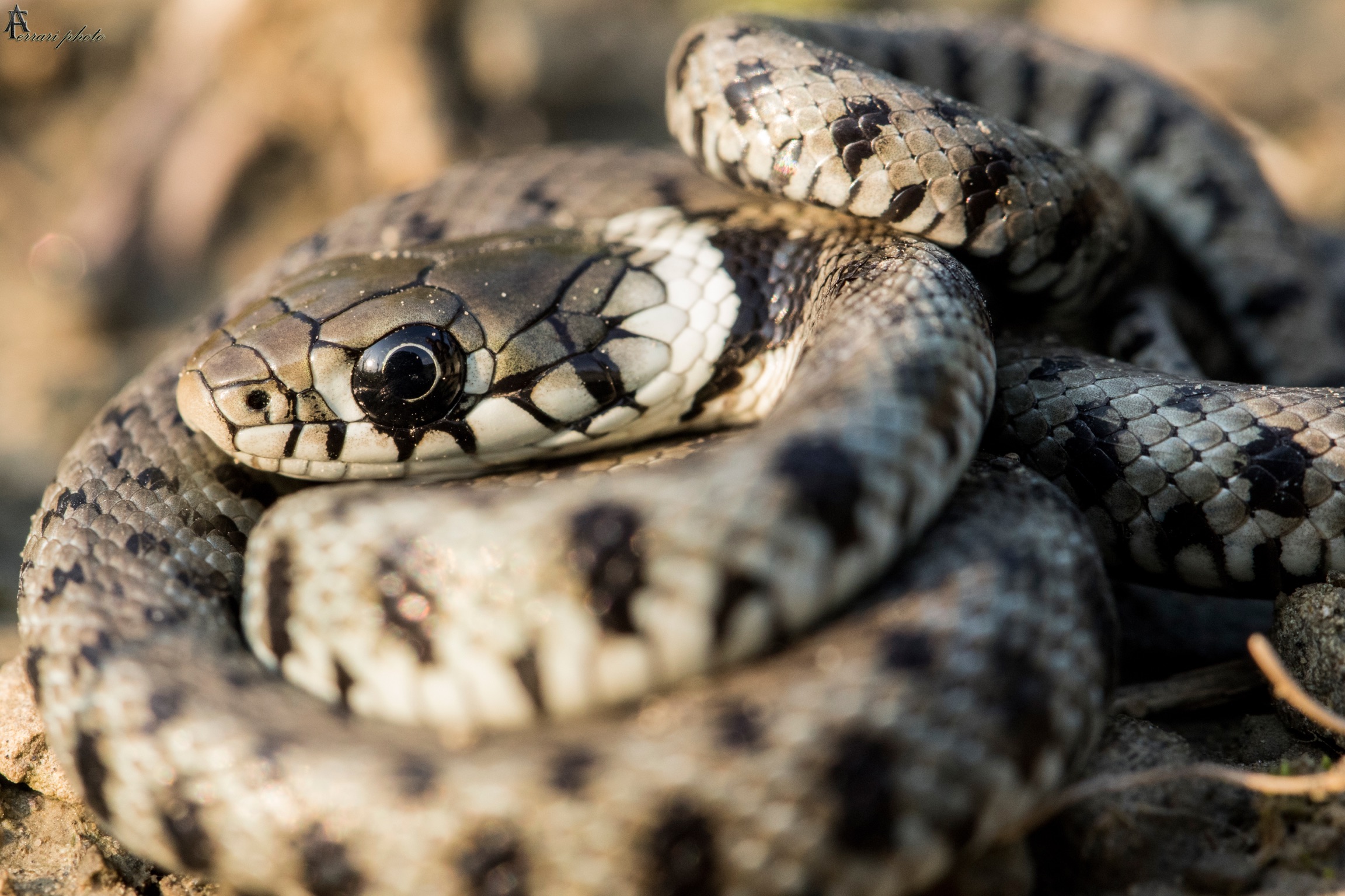 Snake from the collar