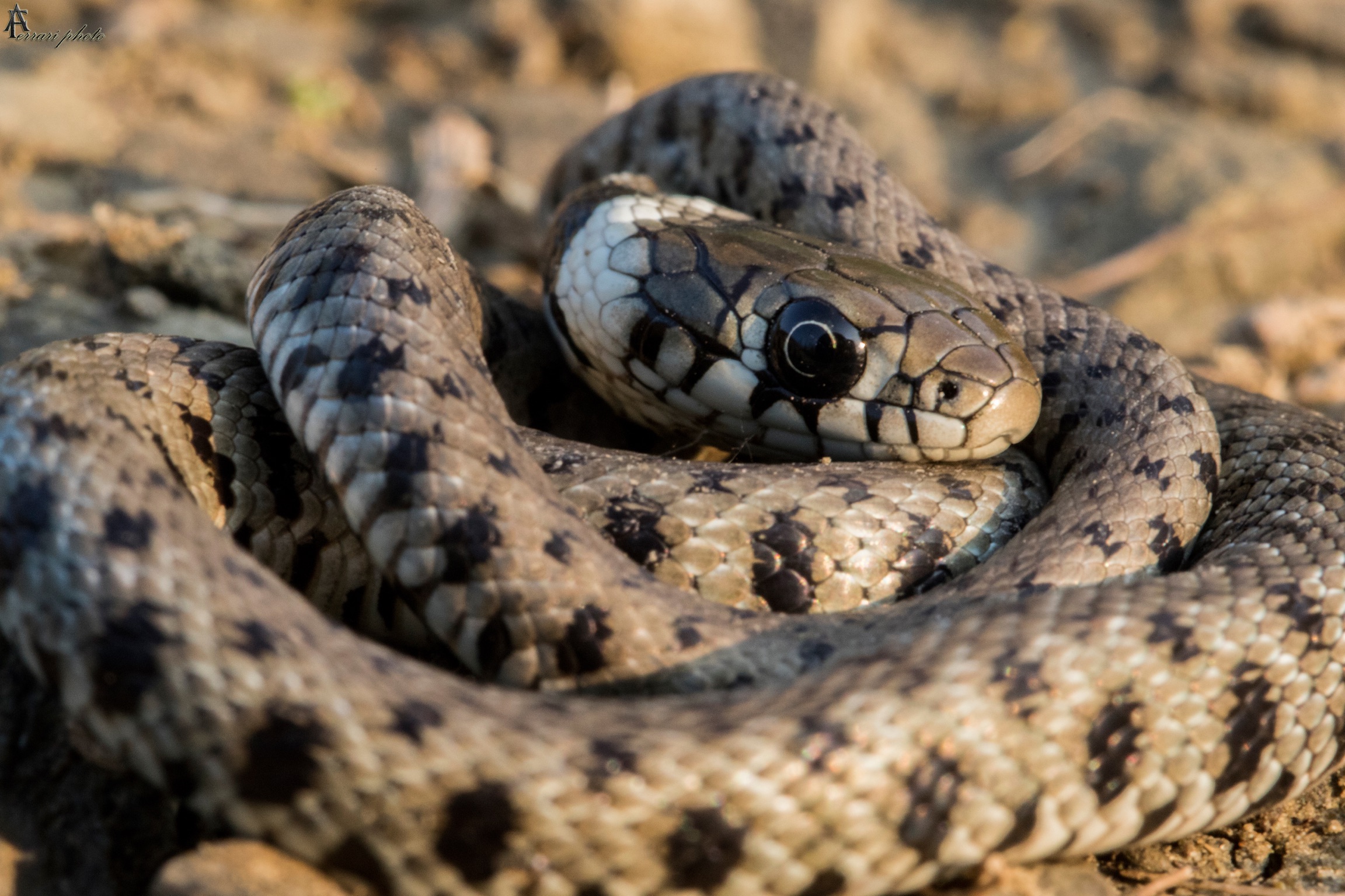 Snake from the collar 2