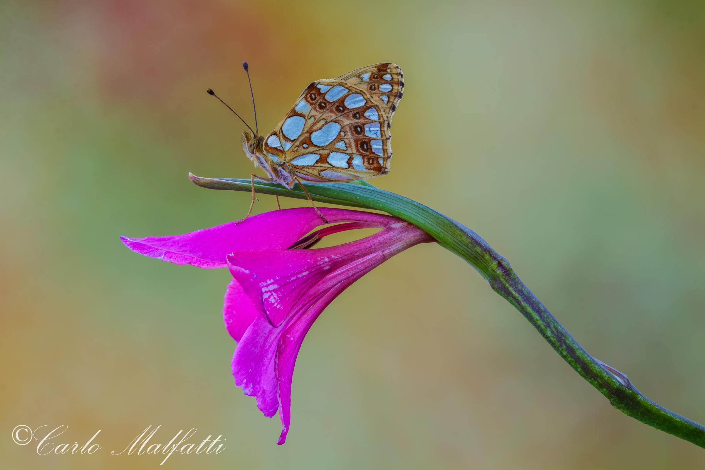 Prima latonia di stagione