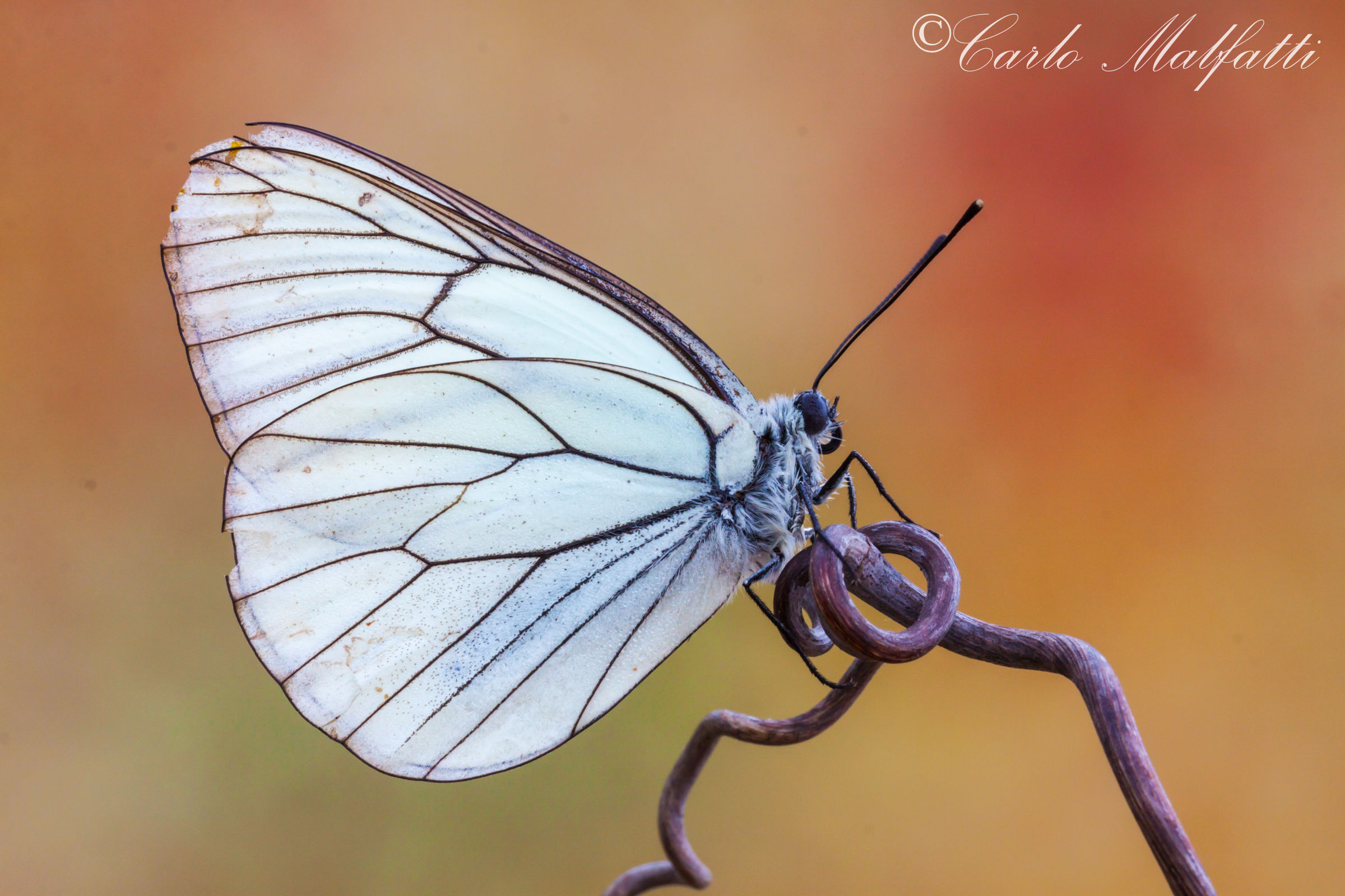Aporia un pò su con l'età