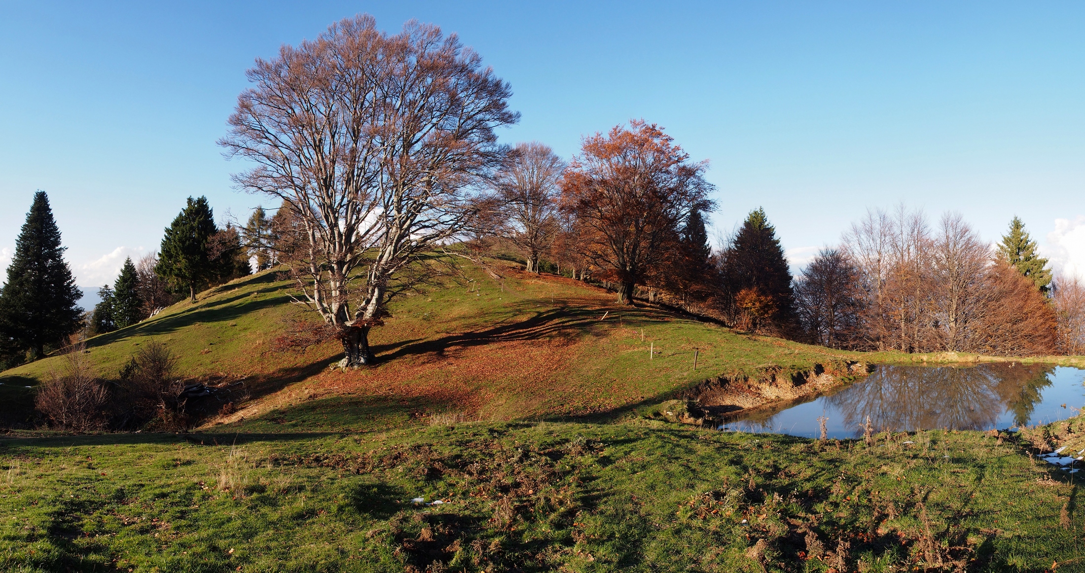 Faggi verso il monte San Primo (lc)