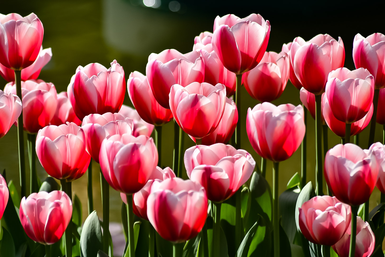 White Pink Tulips