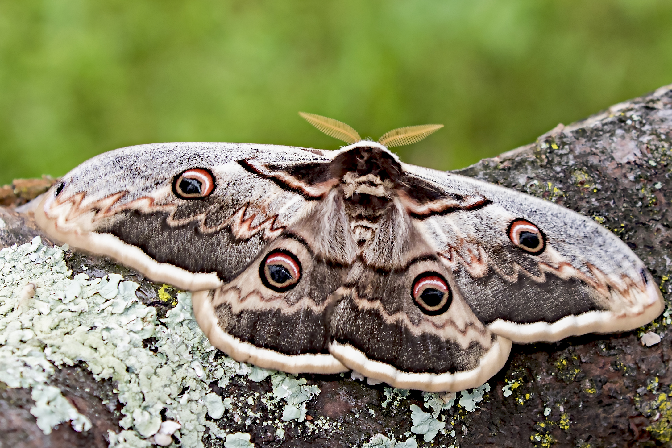 Falena gigante (Saturnia pry)