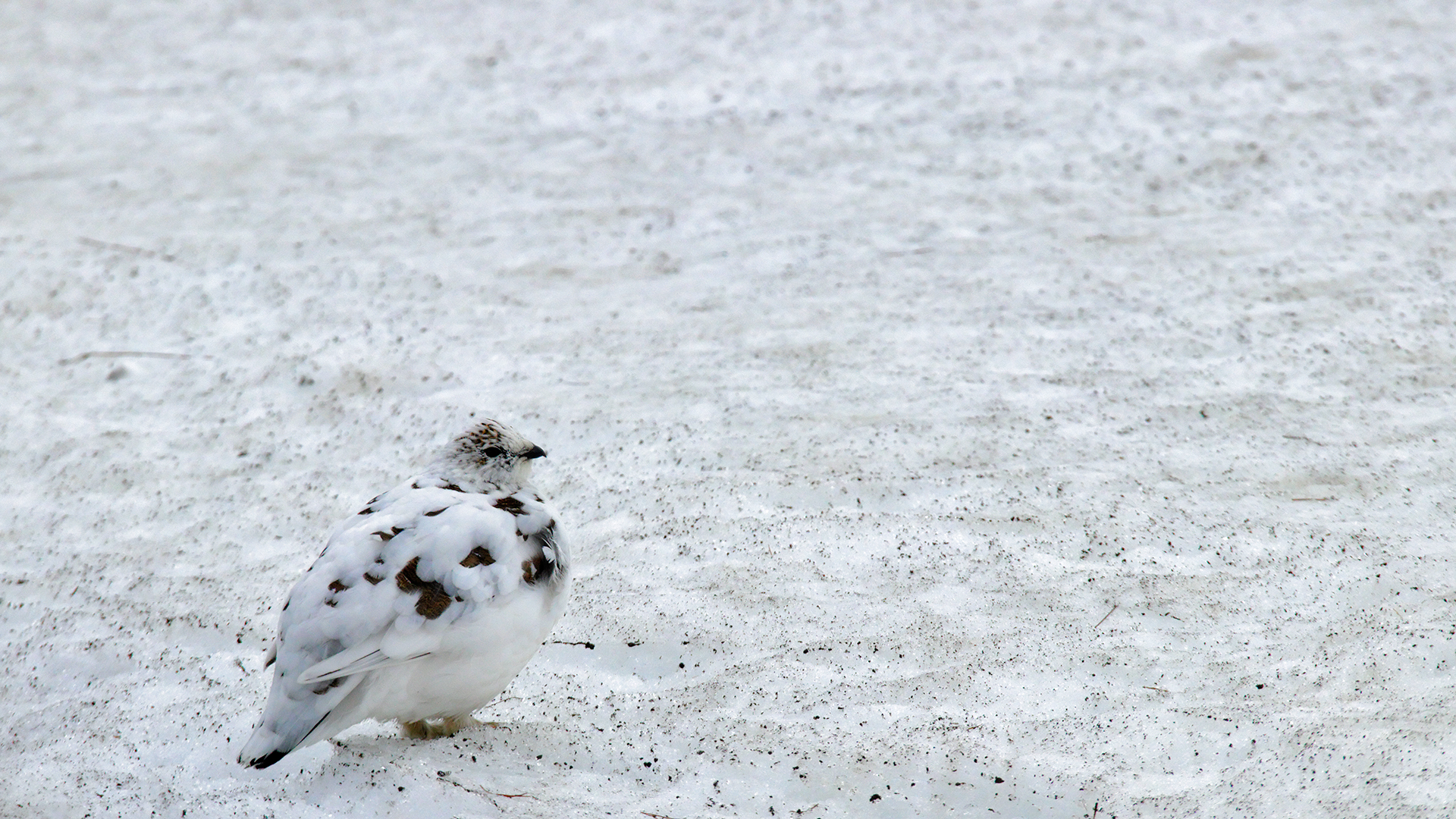 White Partridge