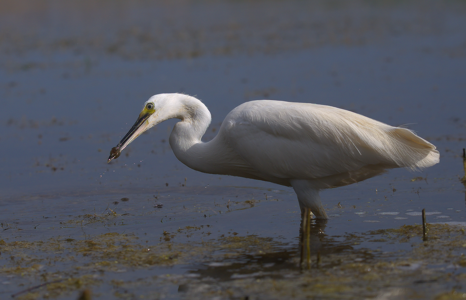 Egret