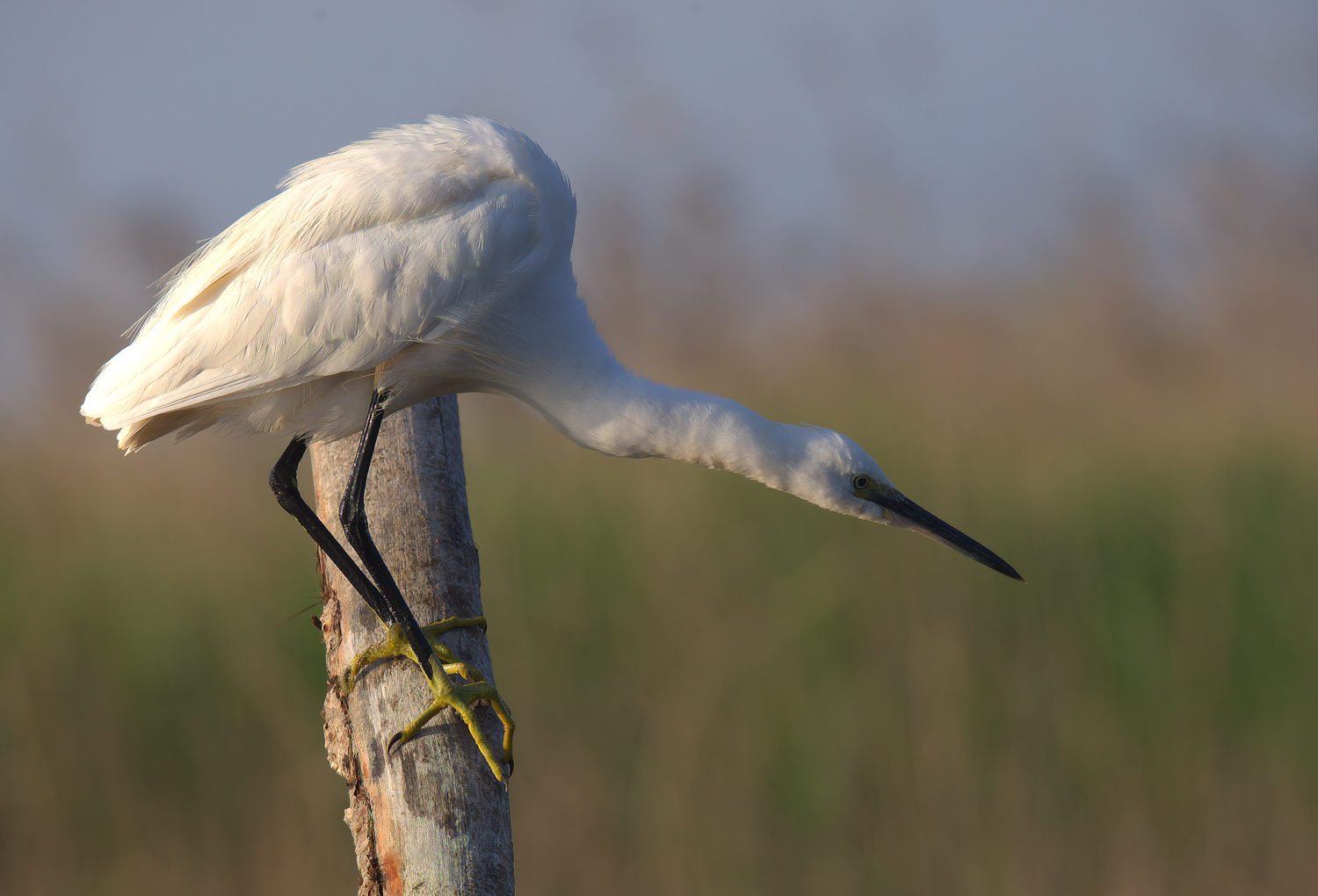 Egret