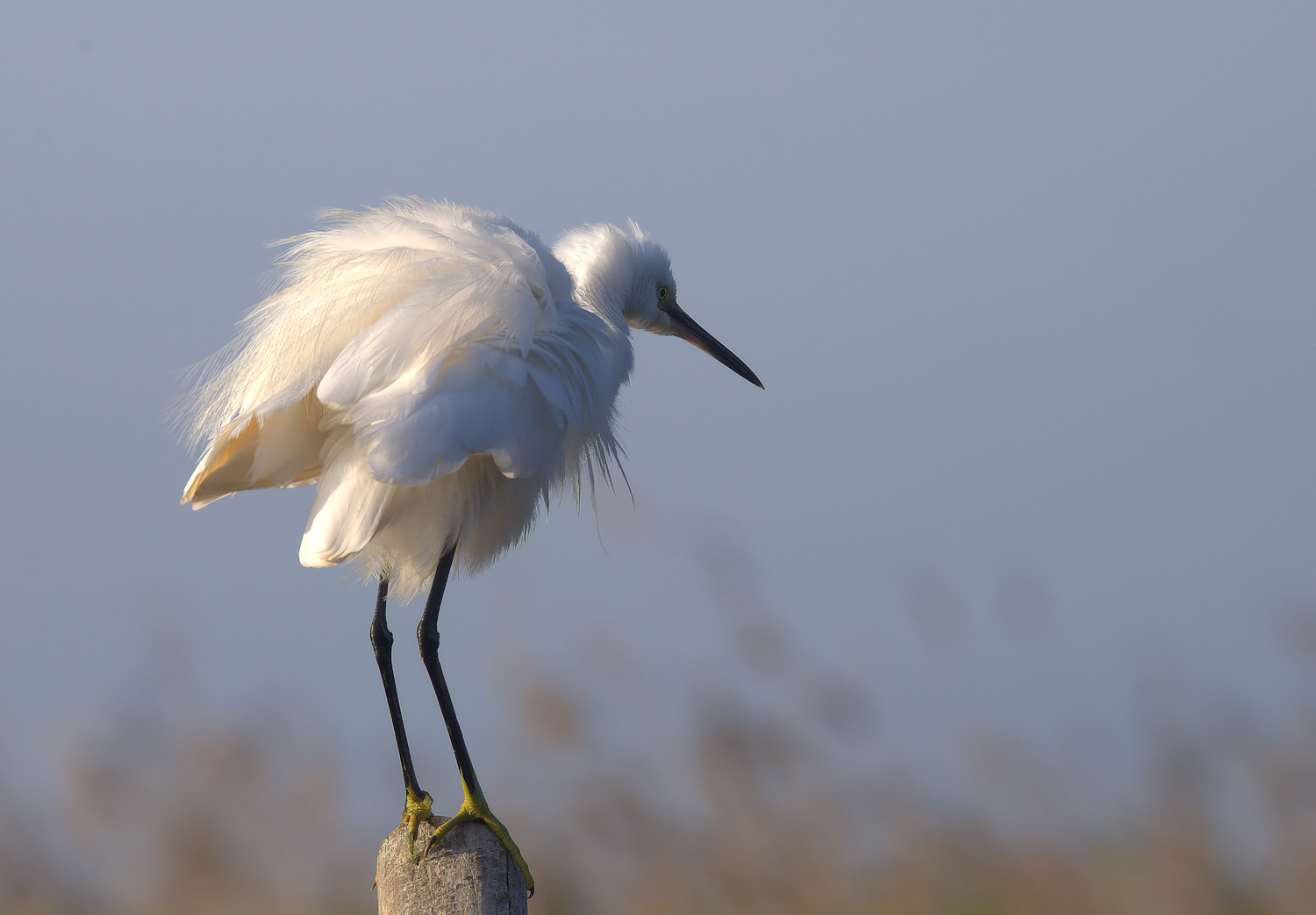 Egret