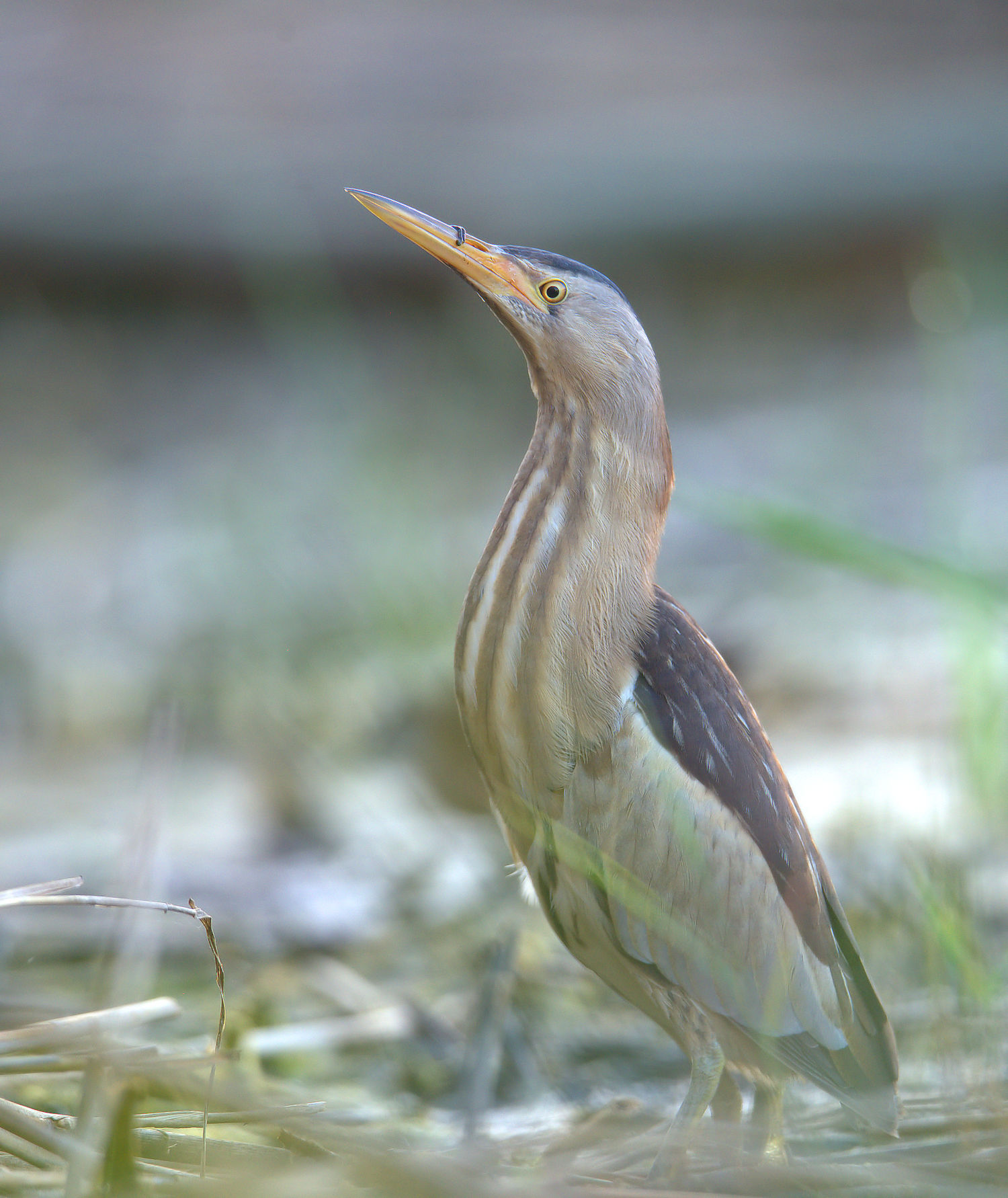 Bittern Female