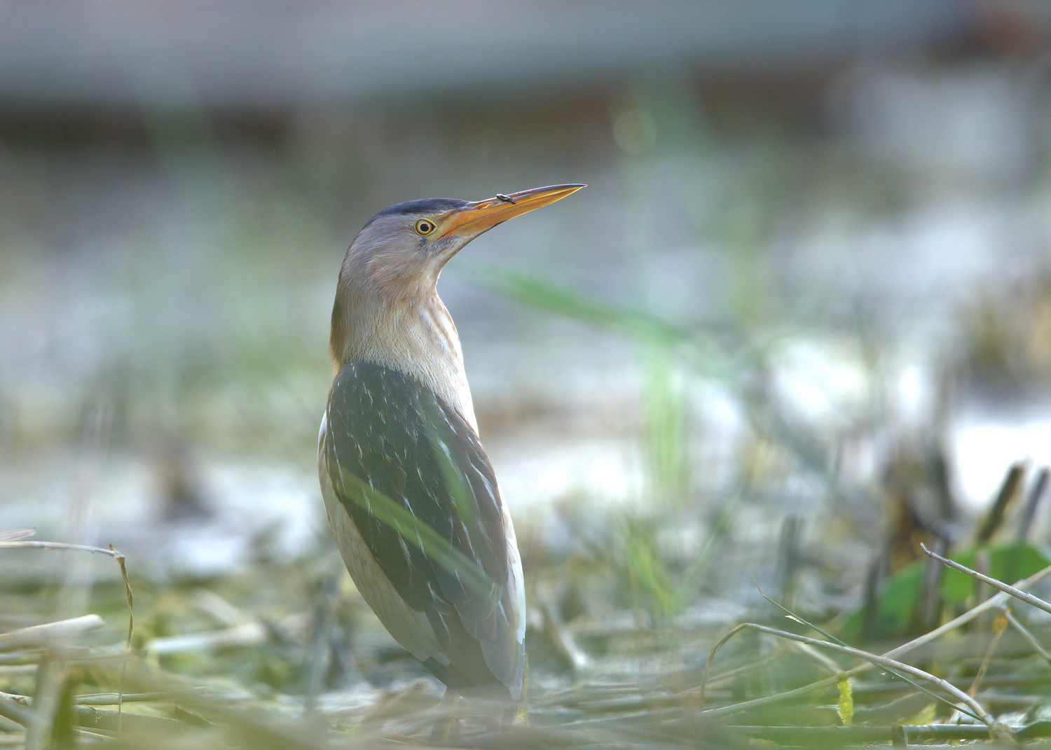 Bittern Female