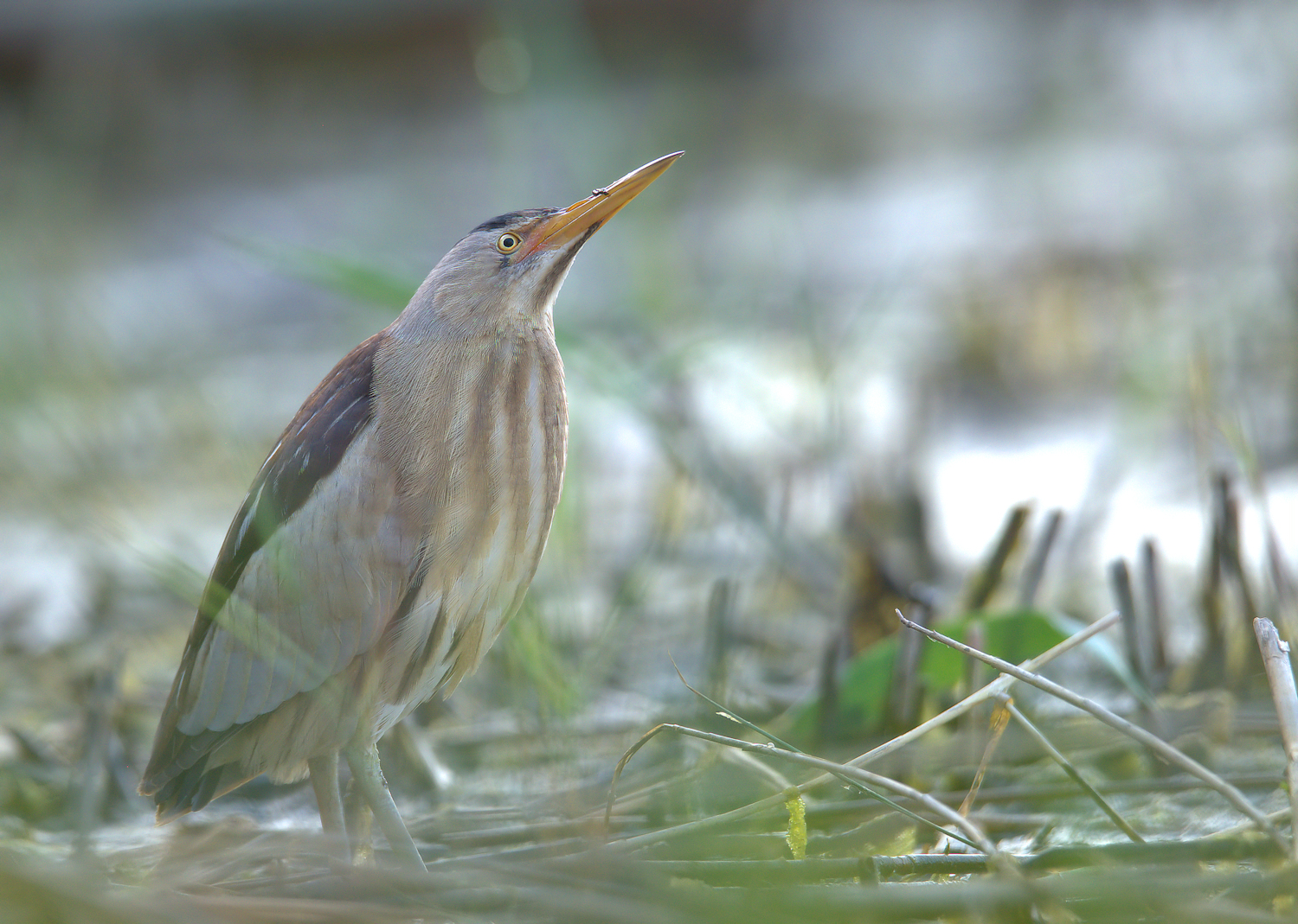 Bittern Female