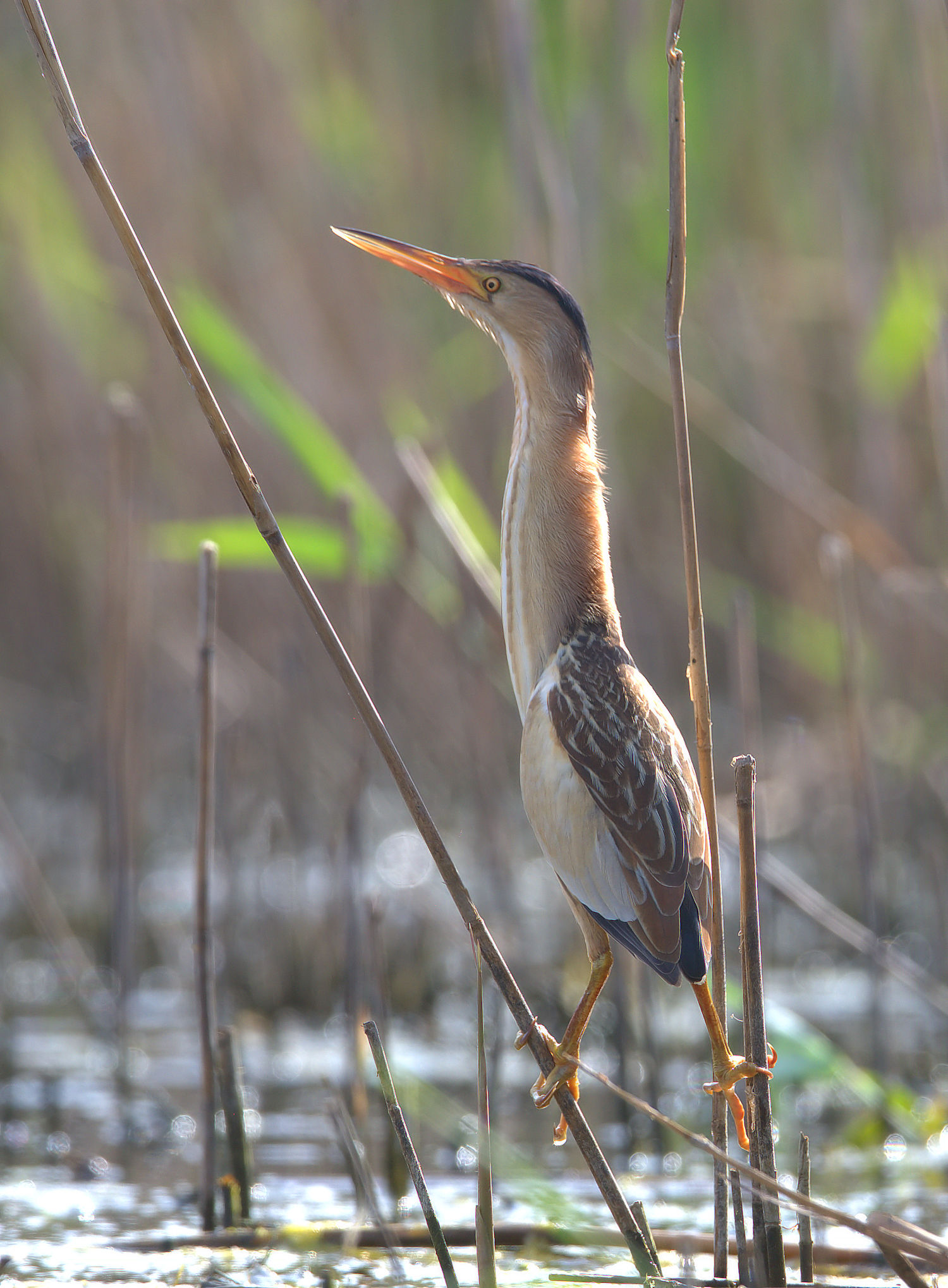 Bittern Female