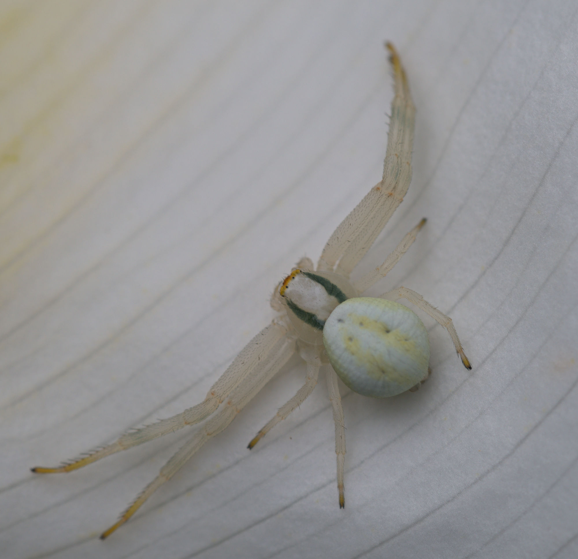 Misumena Vatia
