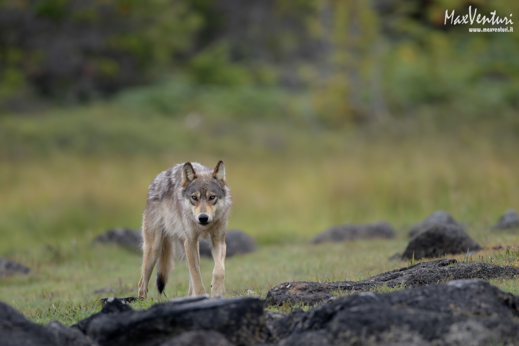 Coastal Wolves seven days with the herd