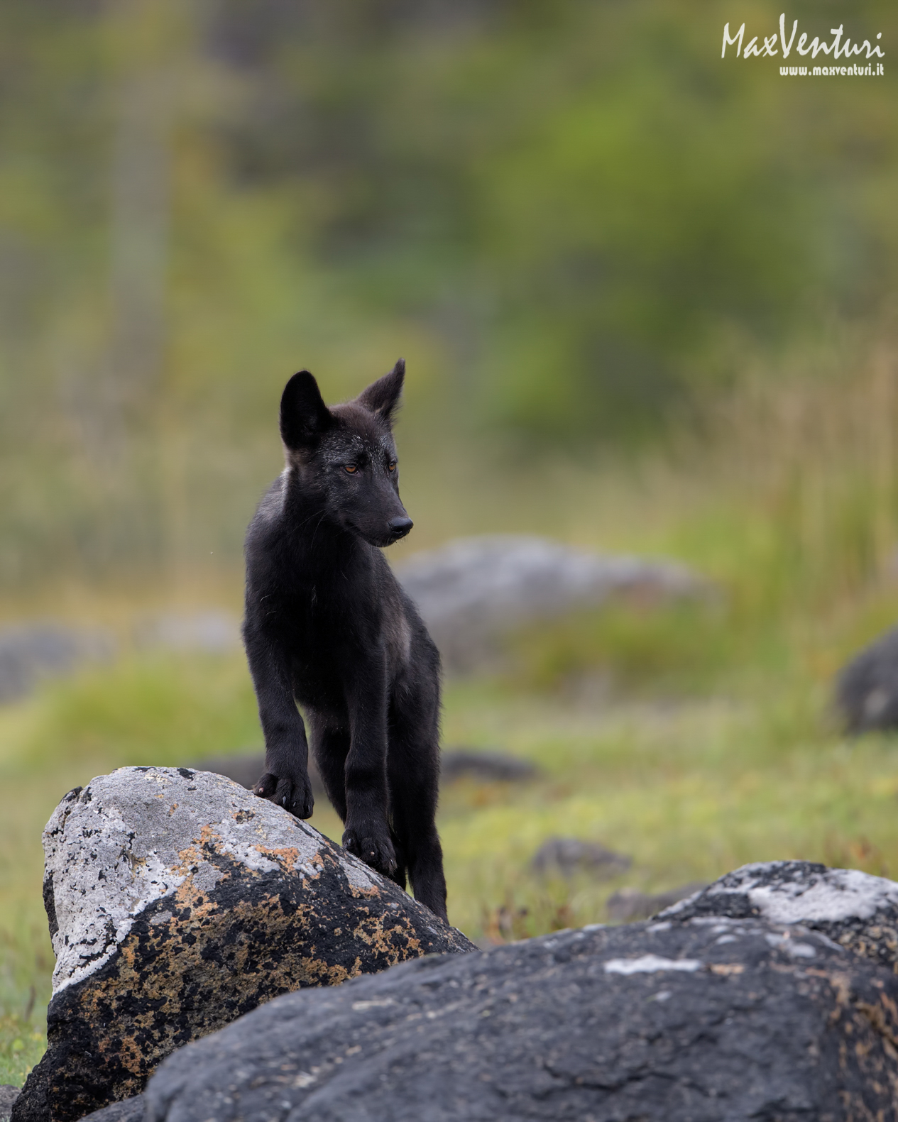 Coastal Wolves seven days with the herd