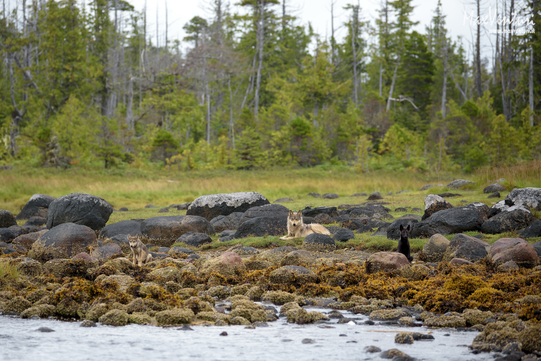 Coastal Wolves seven days with the herd