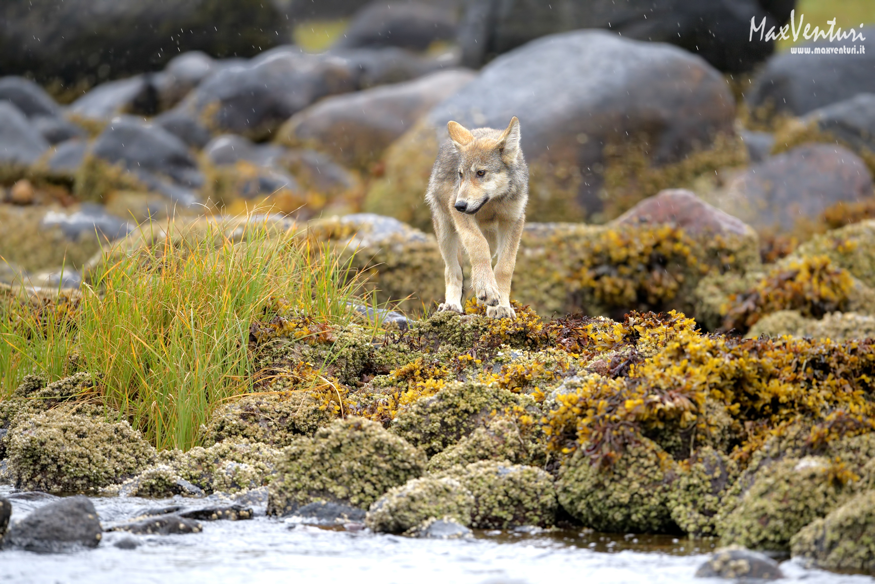 Coastal Wolves seven days with the herd