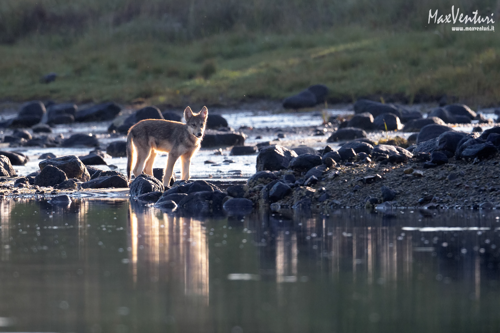 Coastal Wolves seven days with the herd