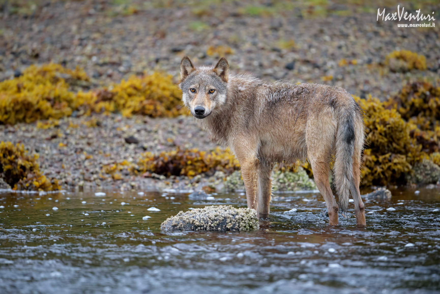 Coastal Wolves seven days with the herd