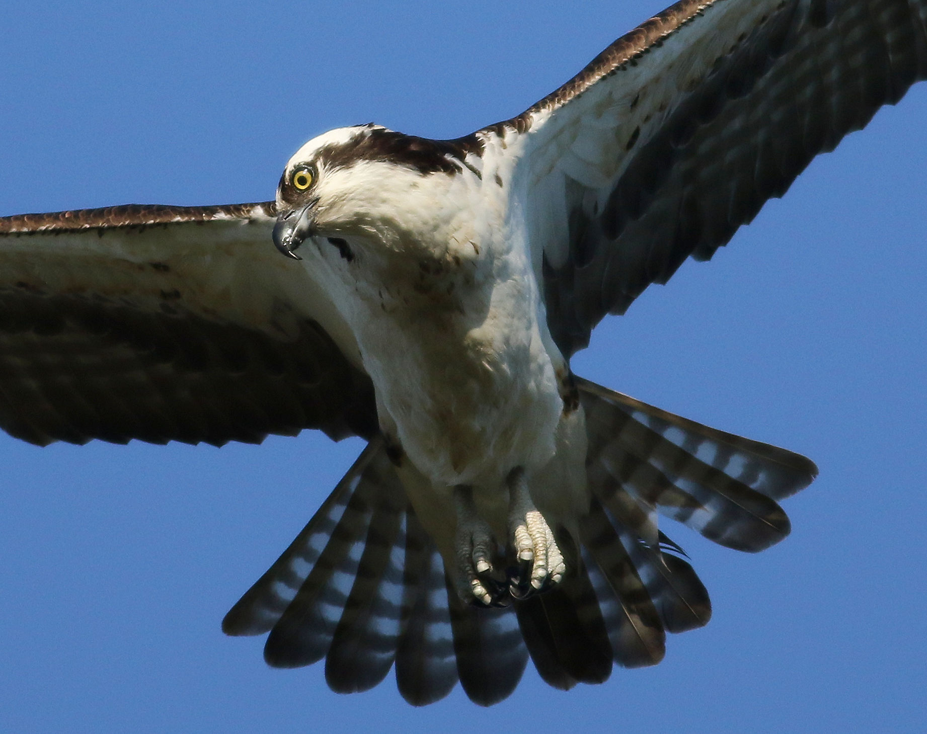 La svolta verso il basso look