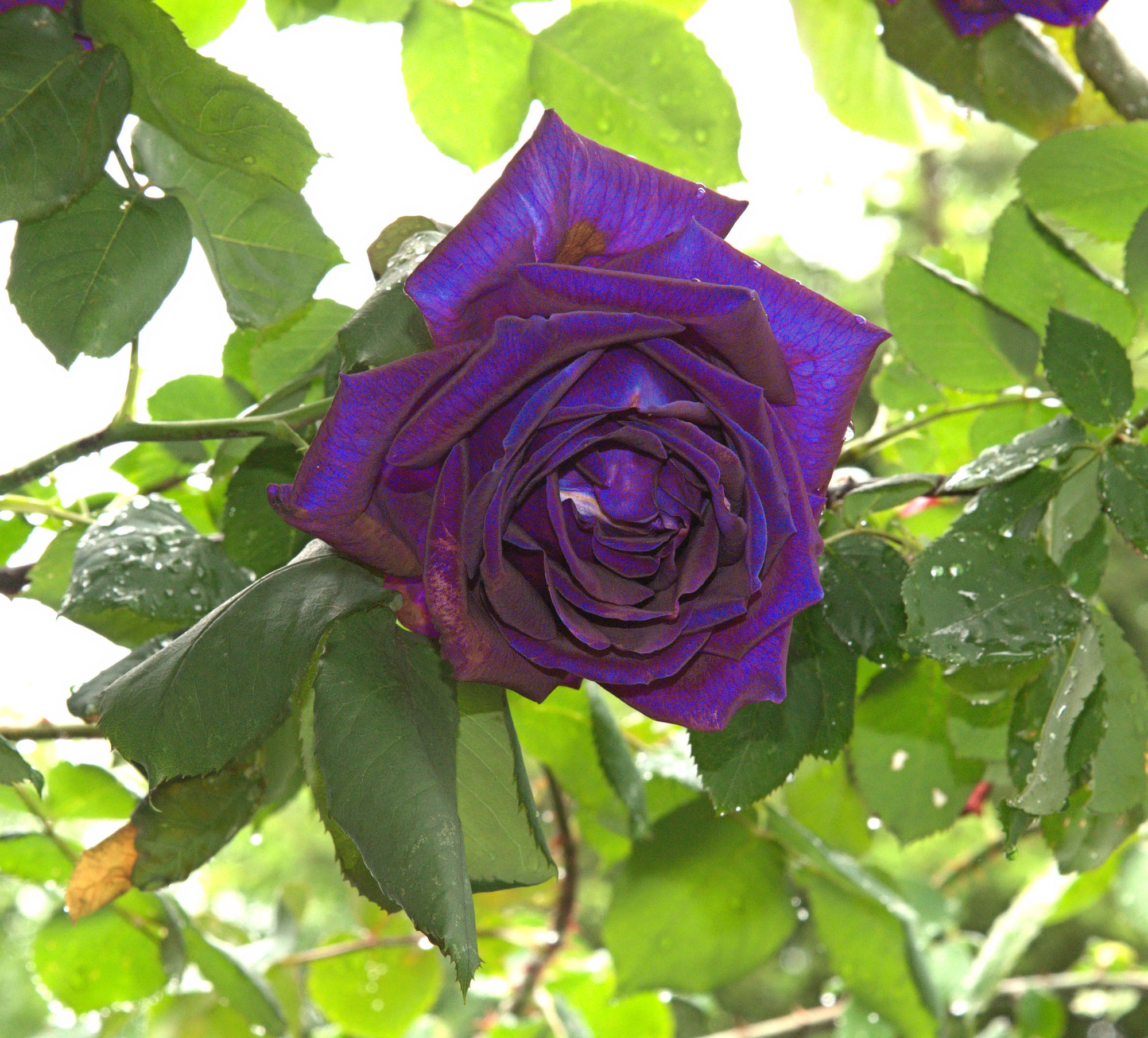 A Blue Rose