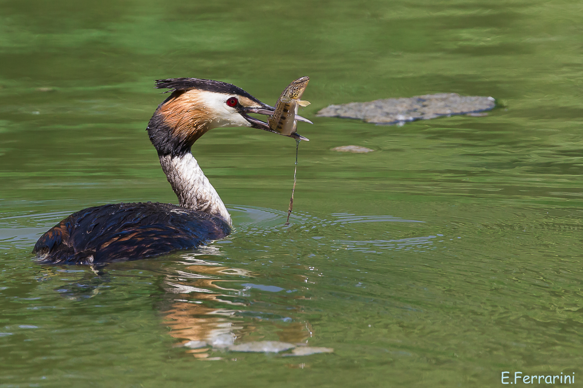 The snack of the Grebe