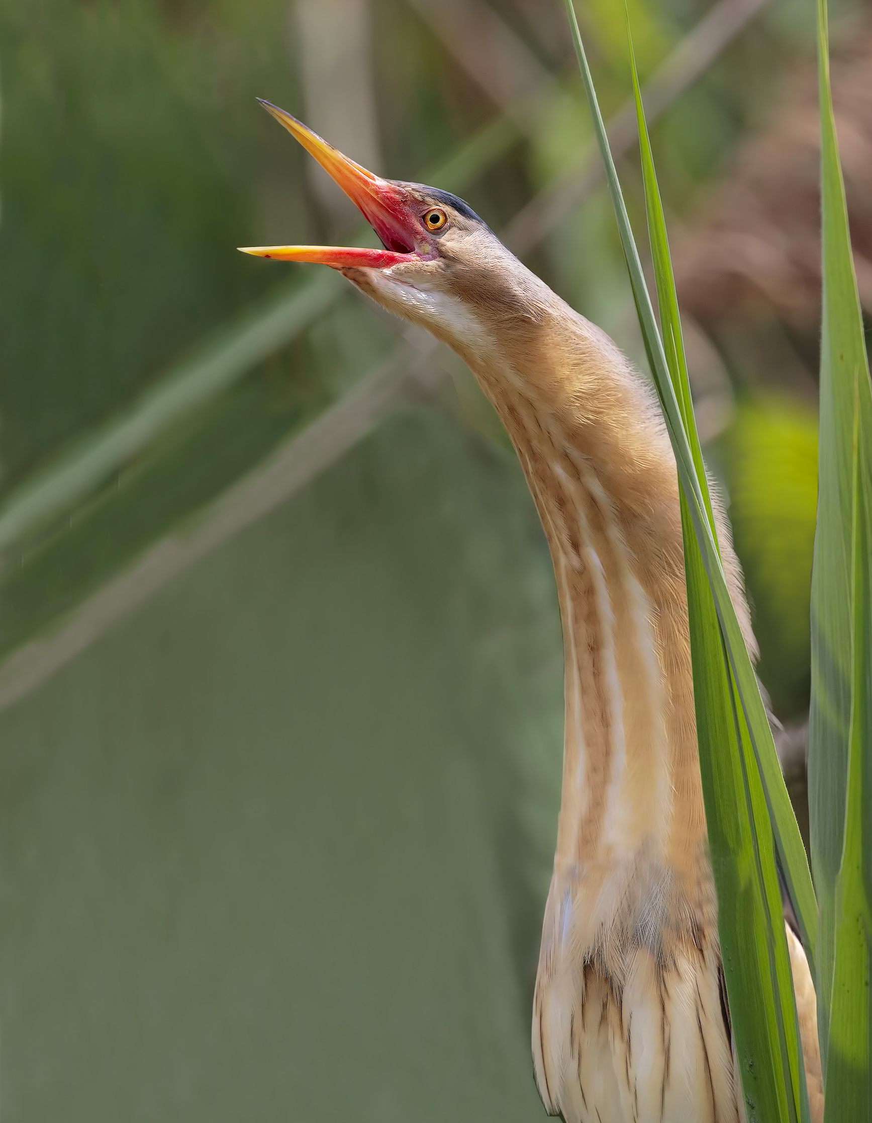 Bittern (Opinions)