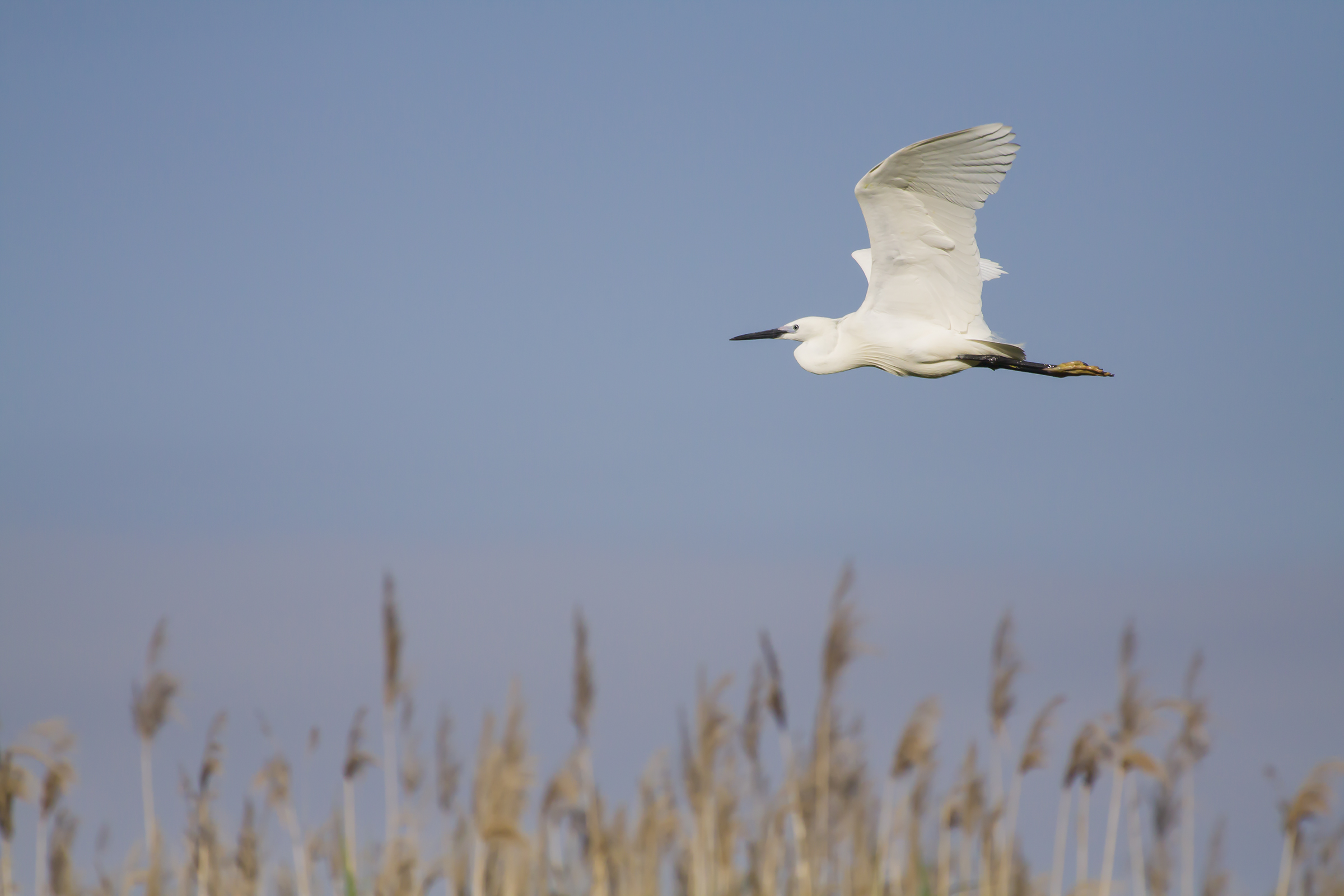 Egret in flight