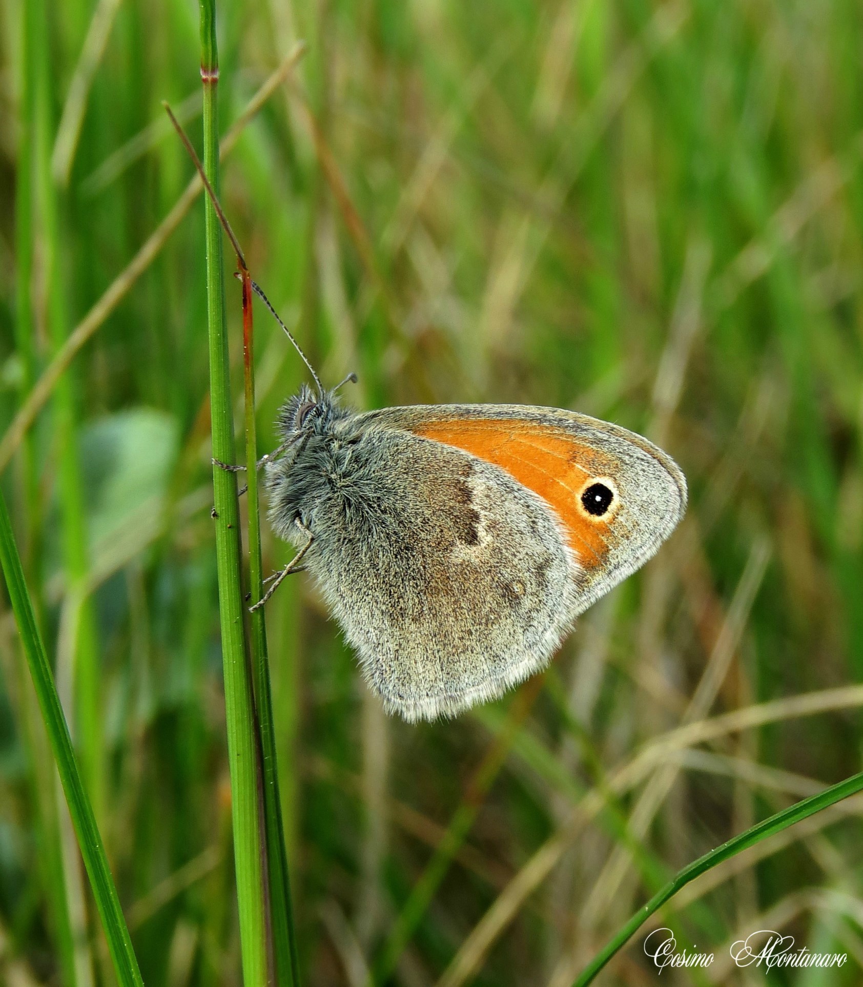 Coenonympha pamphilus