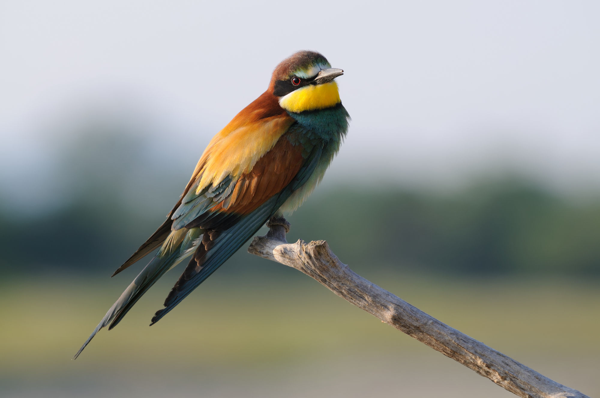 alba: tempo di gruccioni