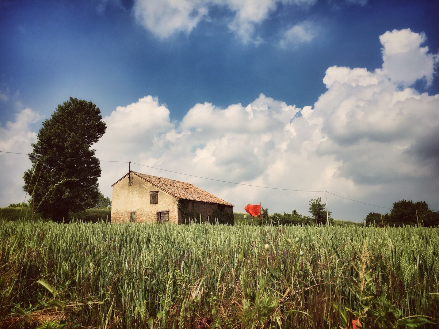 Clouds, wheat, poppy... Spring Air