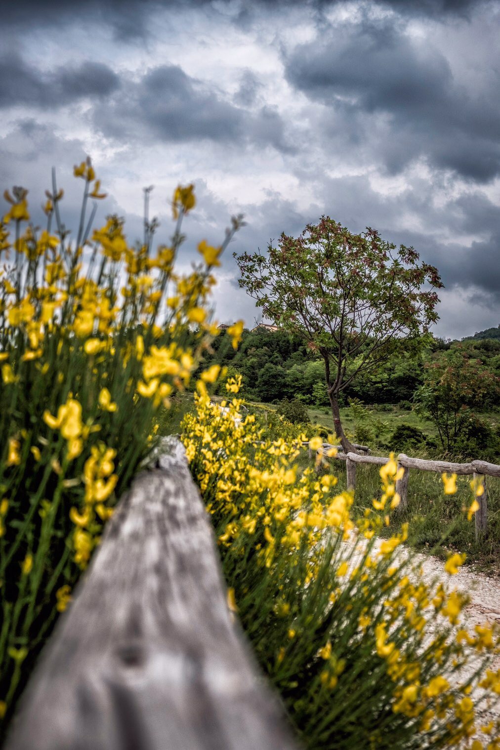 Contrasti! Ginestre e nuvole minacciose