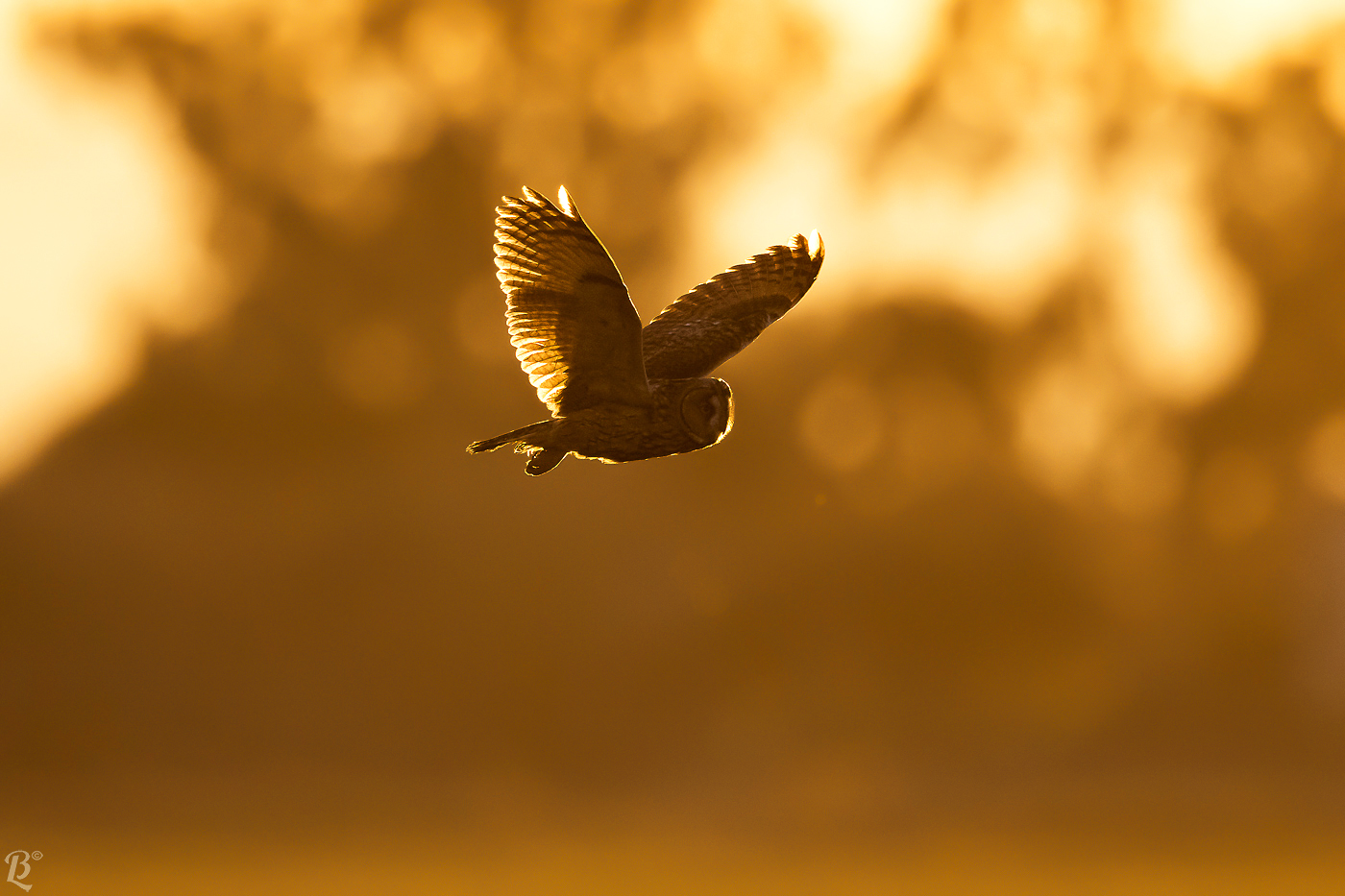 Gufo al calar del sole