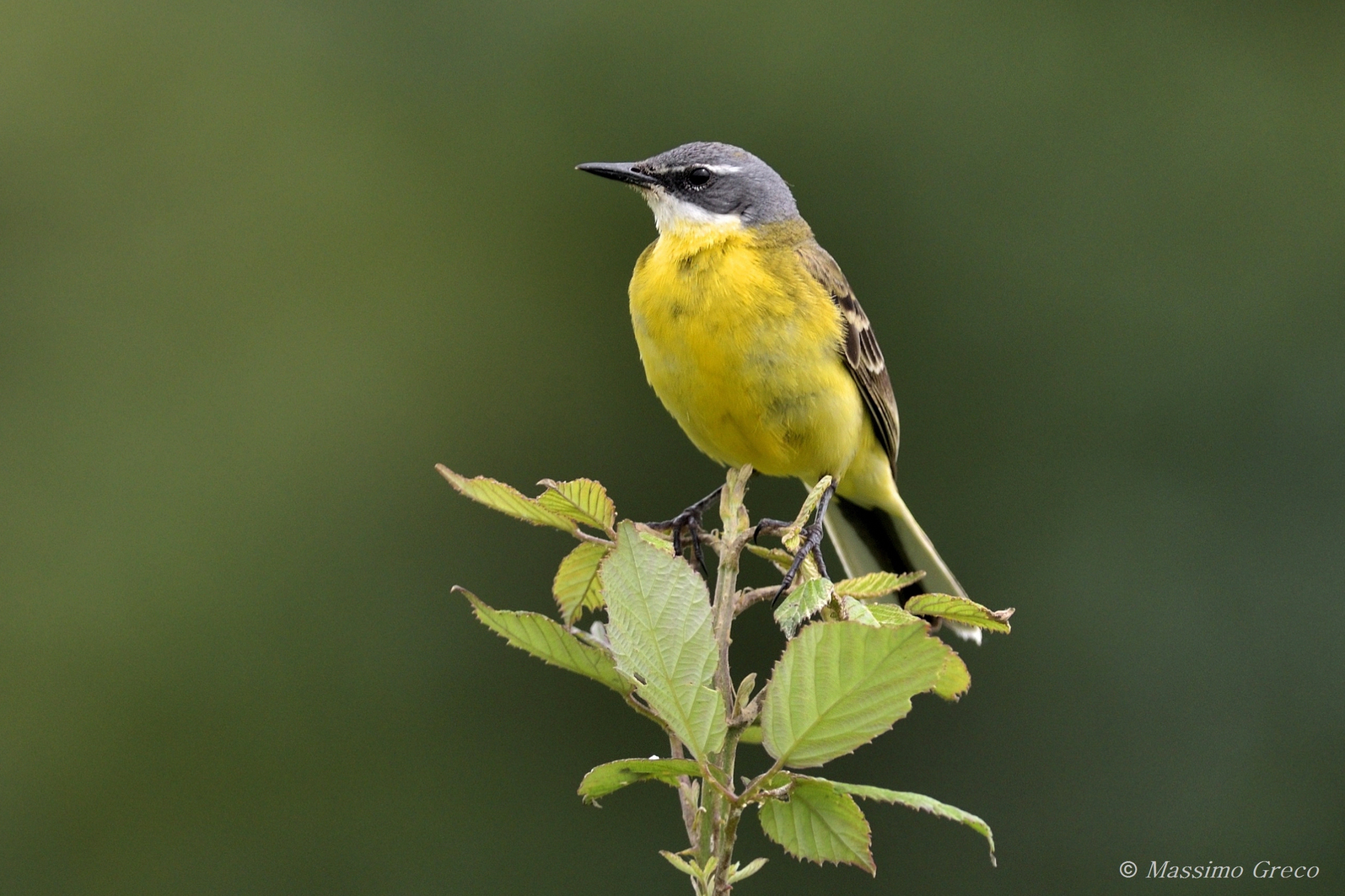 cutrettola capocenerino