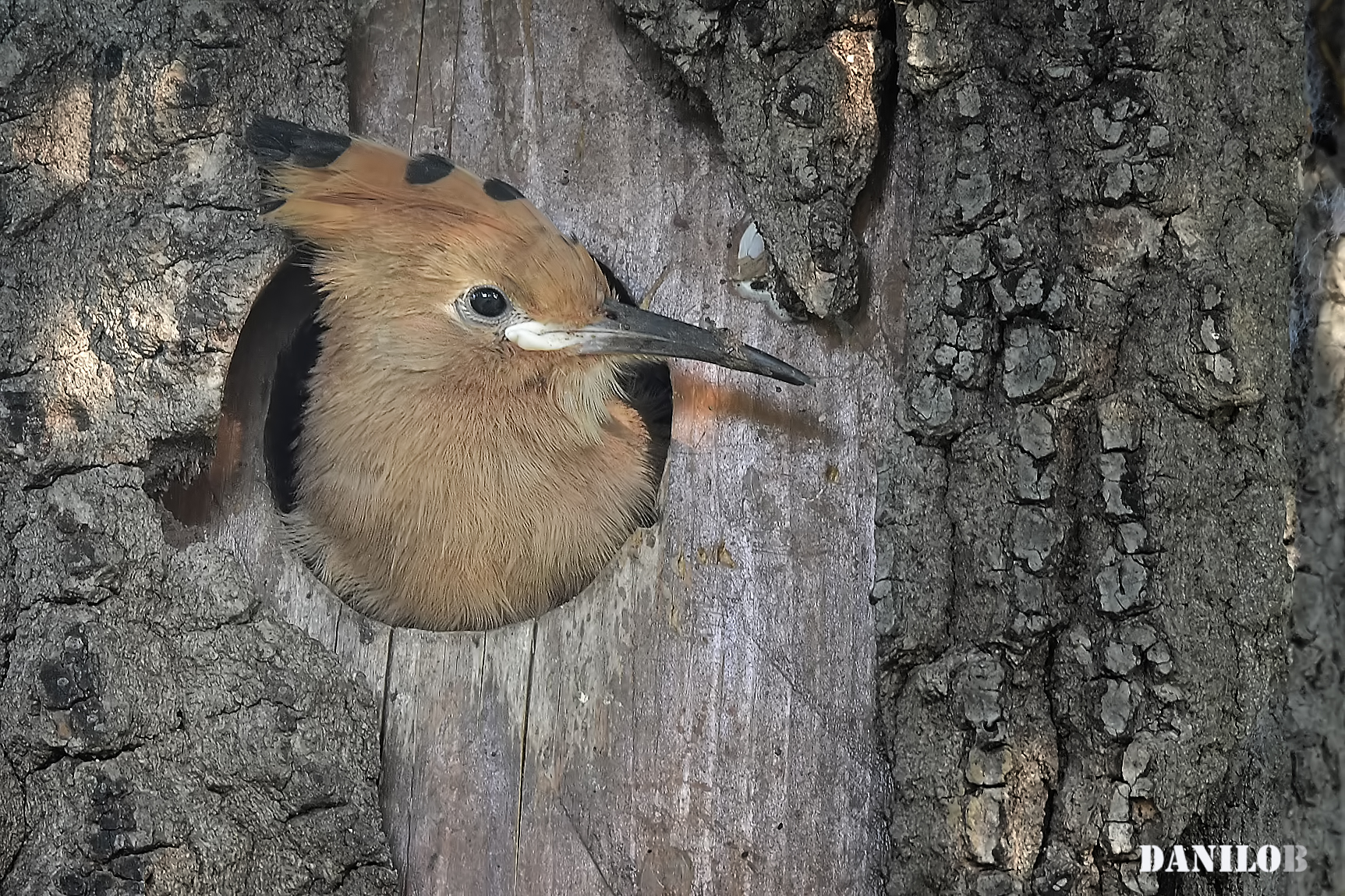 The first glimpse of the world