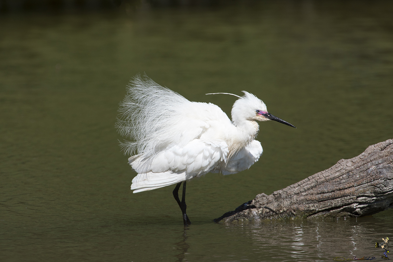 Aigrette