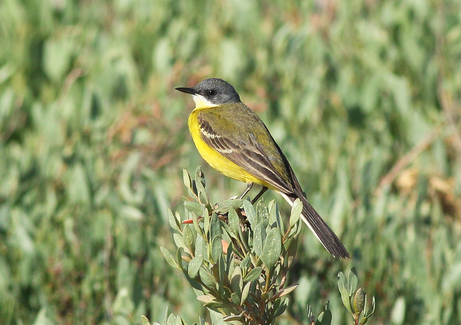 Wagtail 3