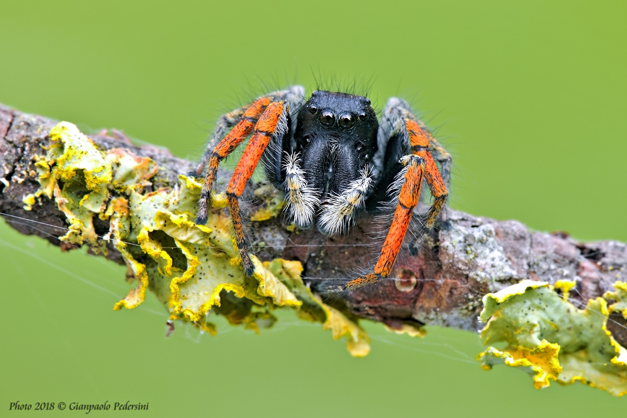 Let me introduce myself.... Philaeus Chrysops