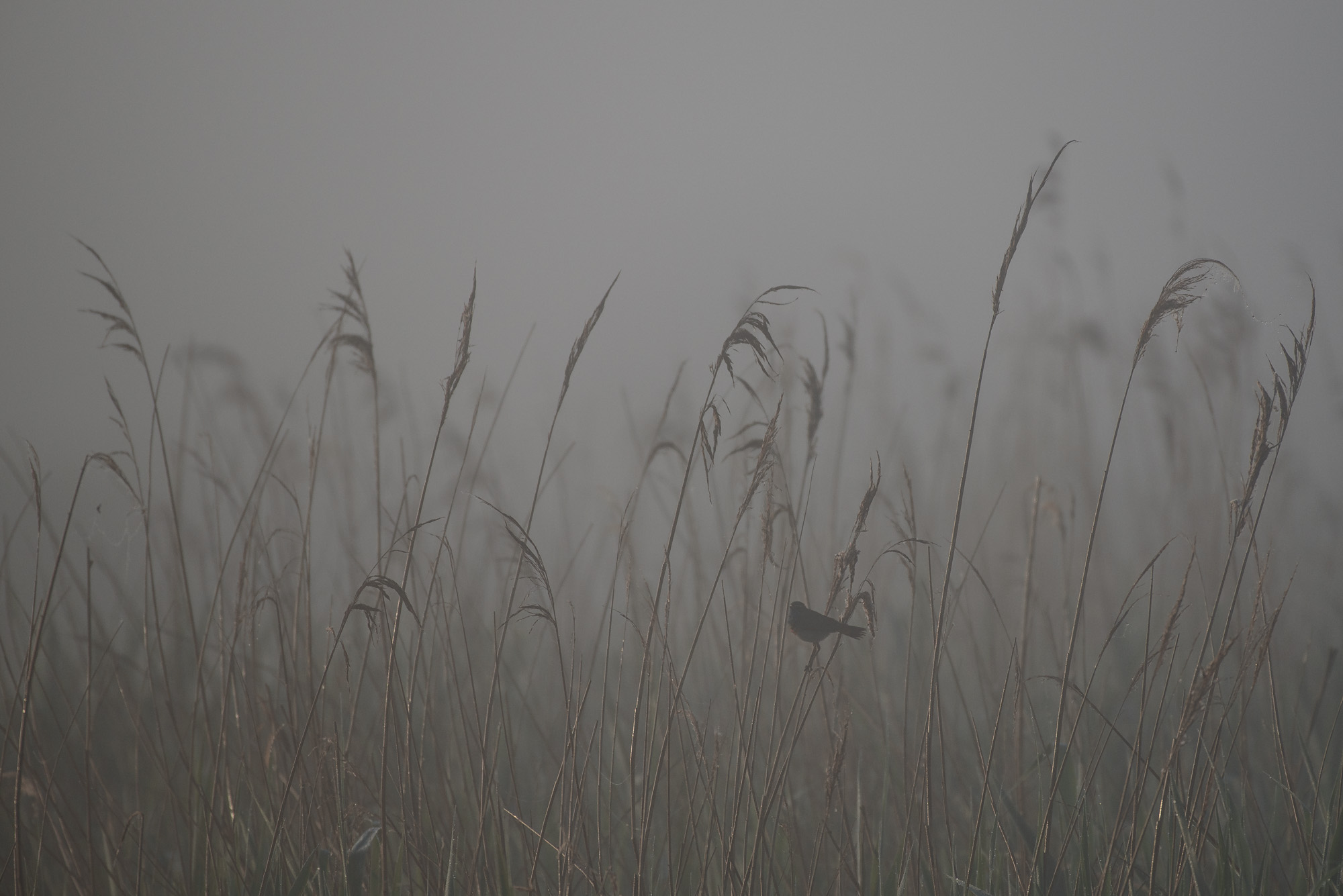 The fog, the polder and the Bluethroat