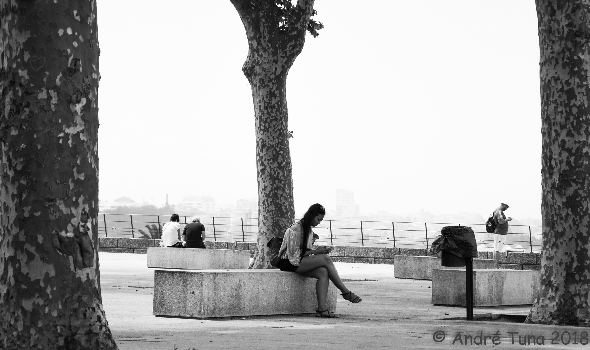 3 alberi, 4 cellulari