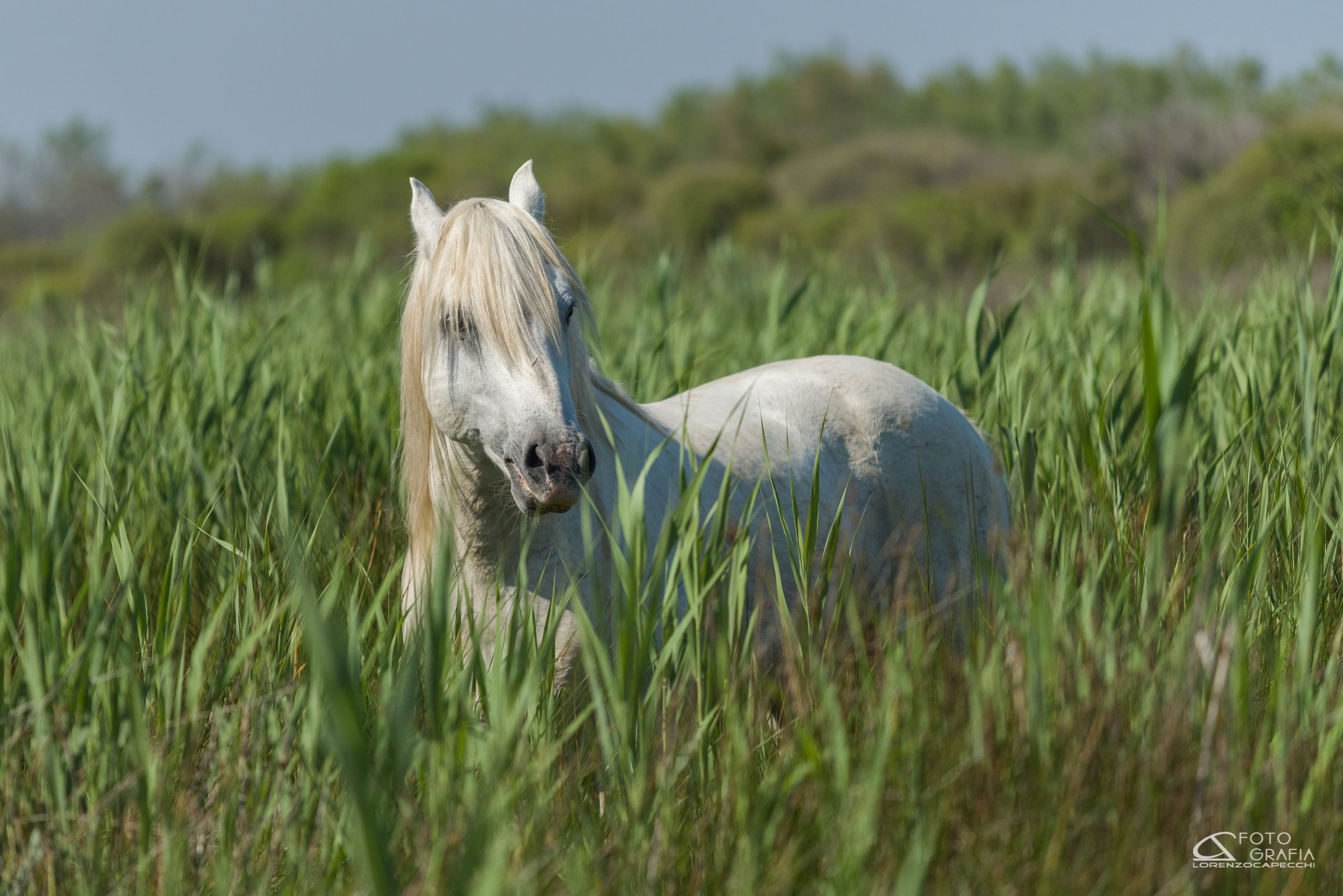 The Camargue