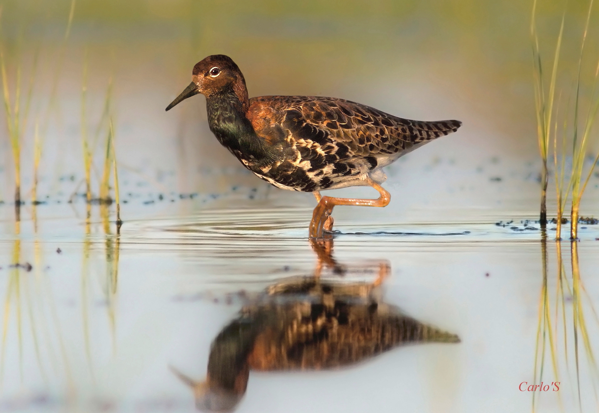 Fighter in wedding dress