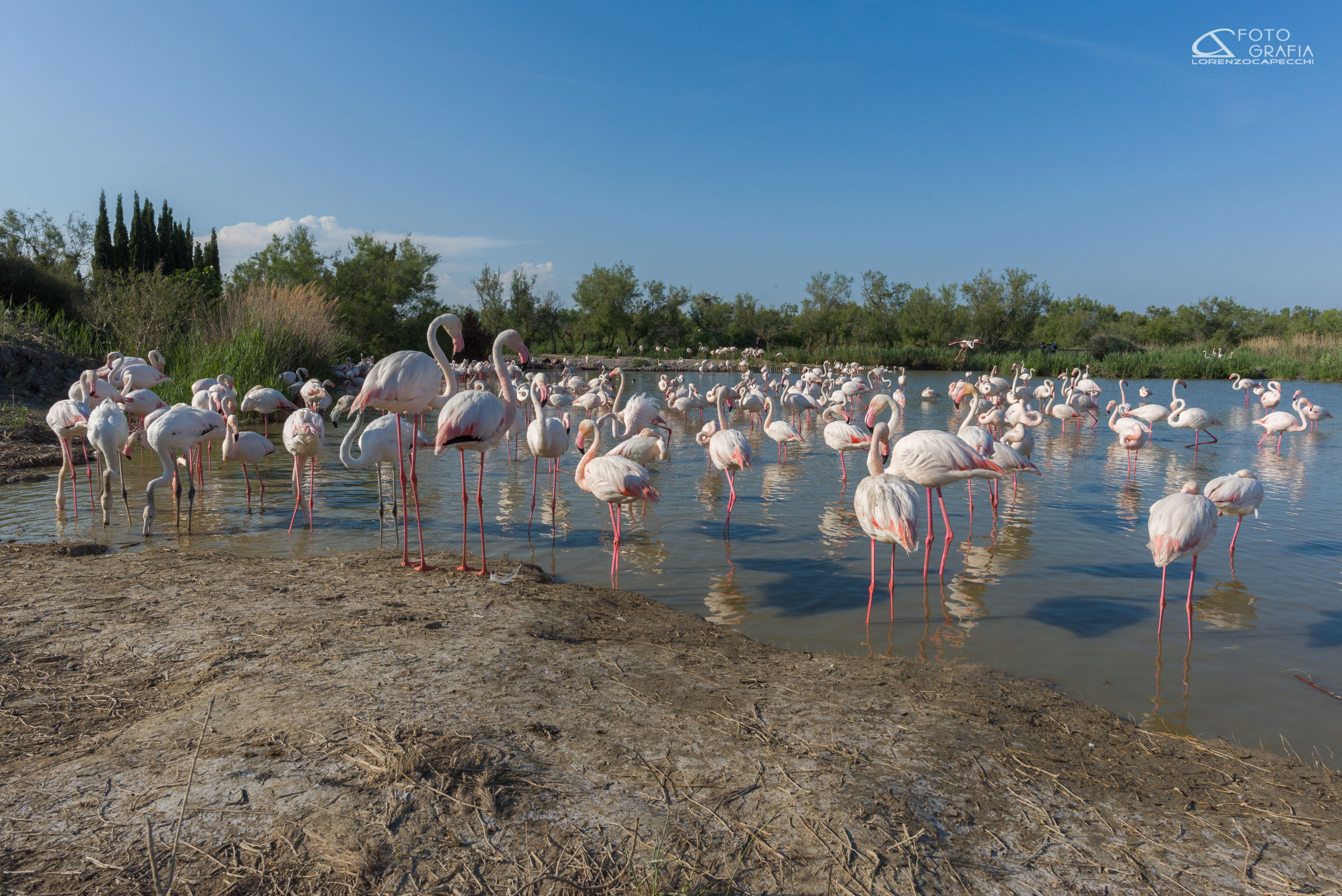 20mm of Flamingos